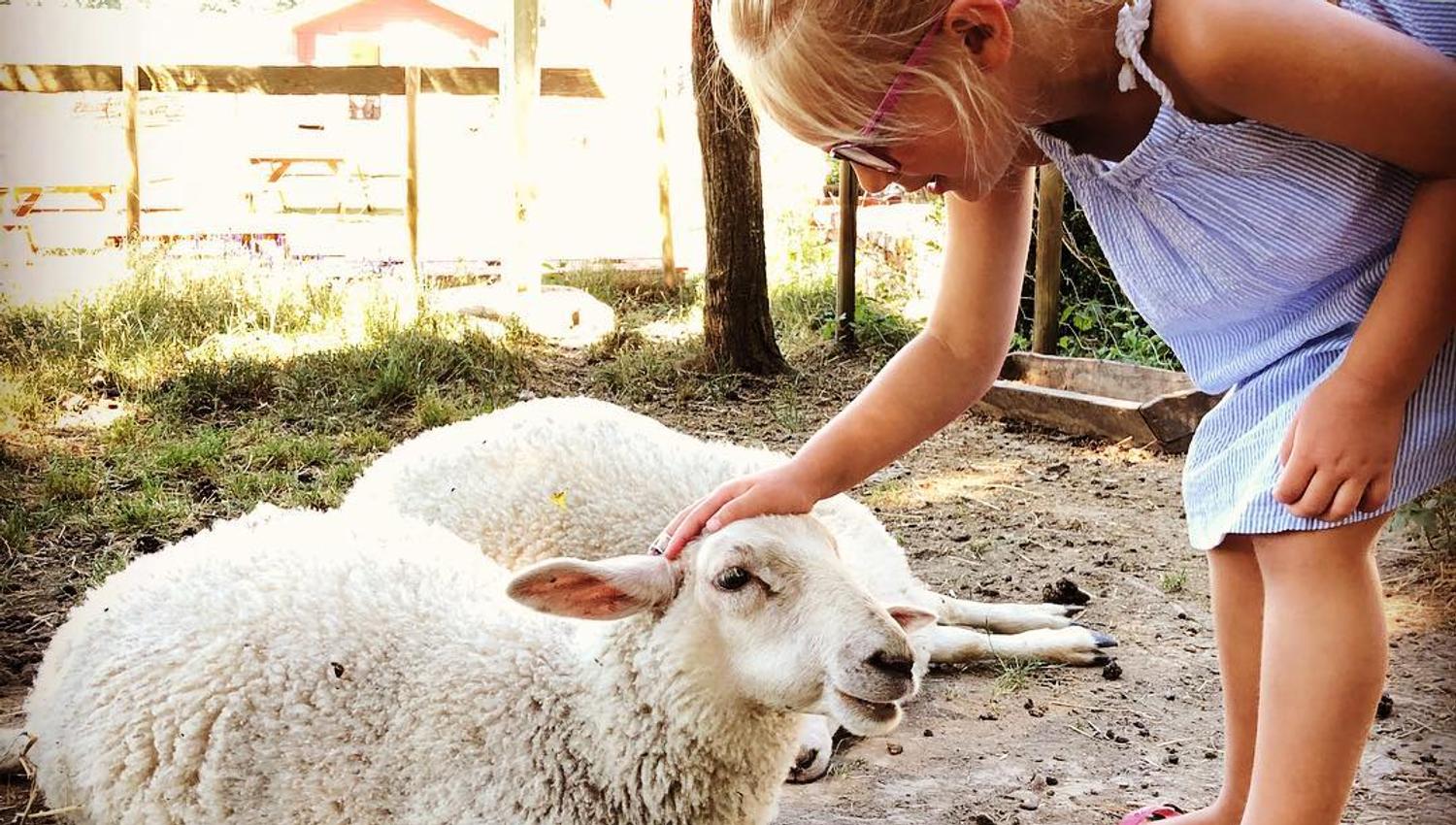 A child cuddles a sheep