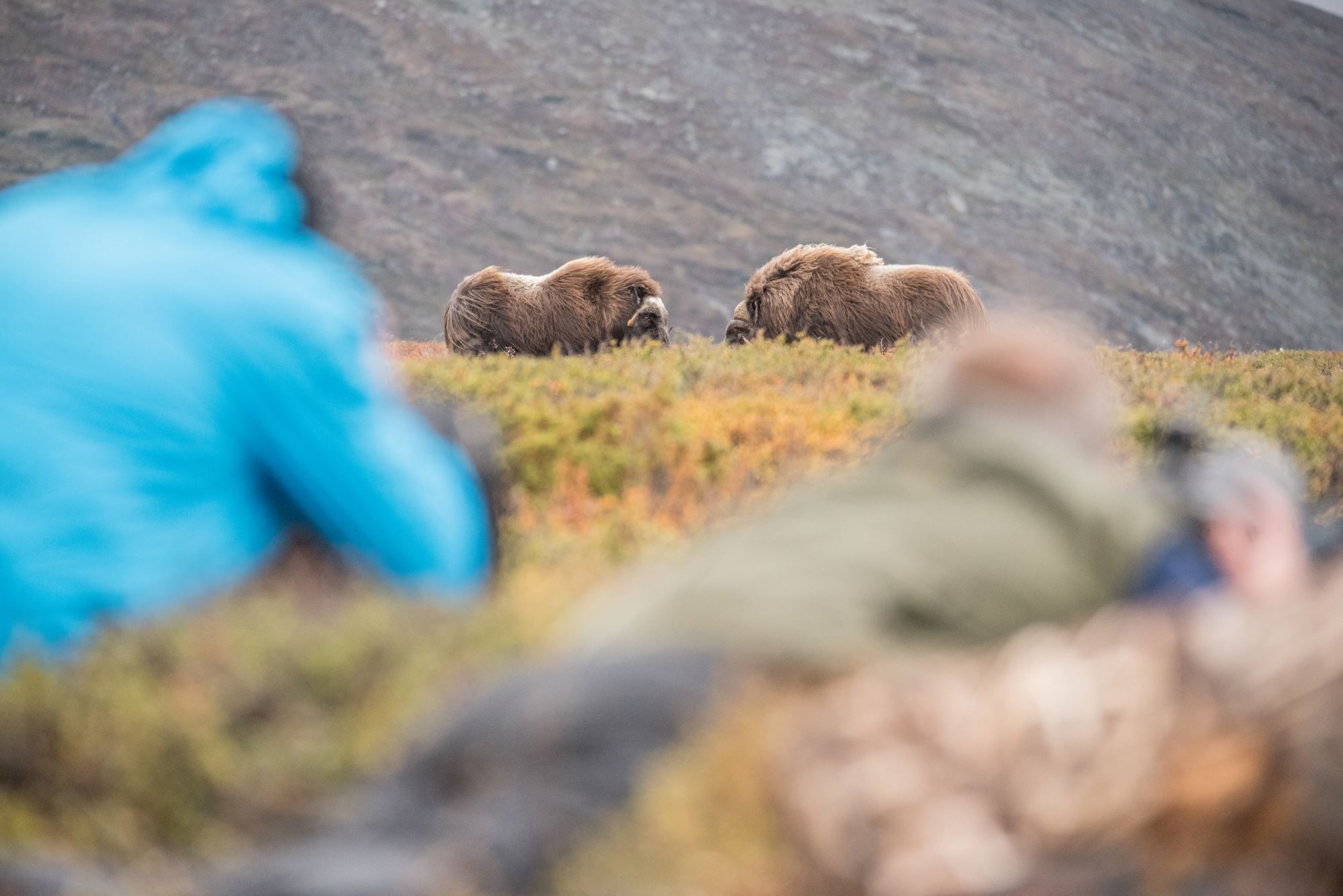 Fotosafari med personlig guide