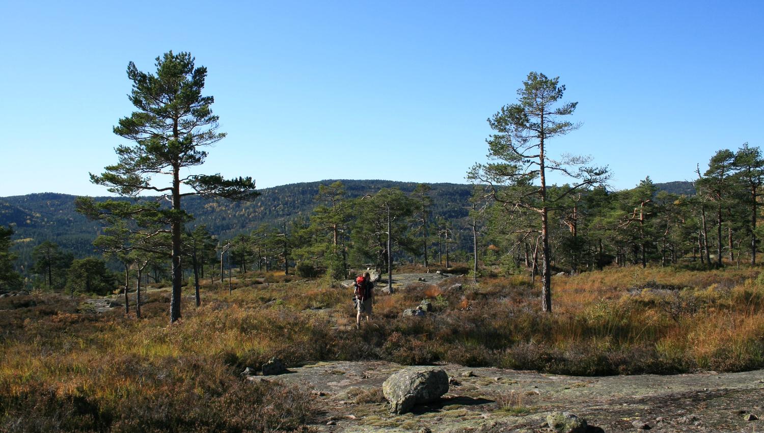 Oppe på toppen av Sagfjellet