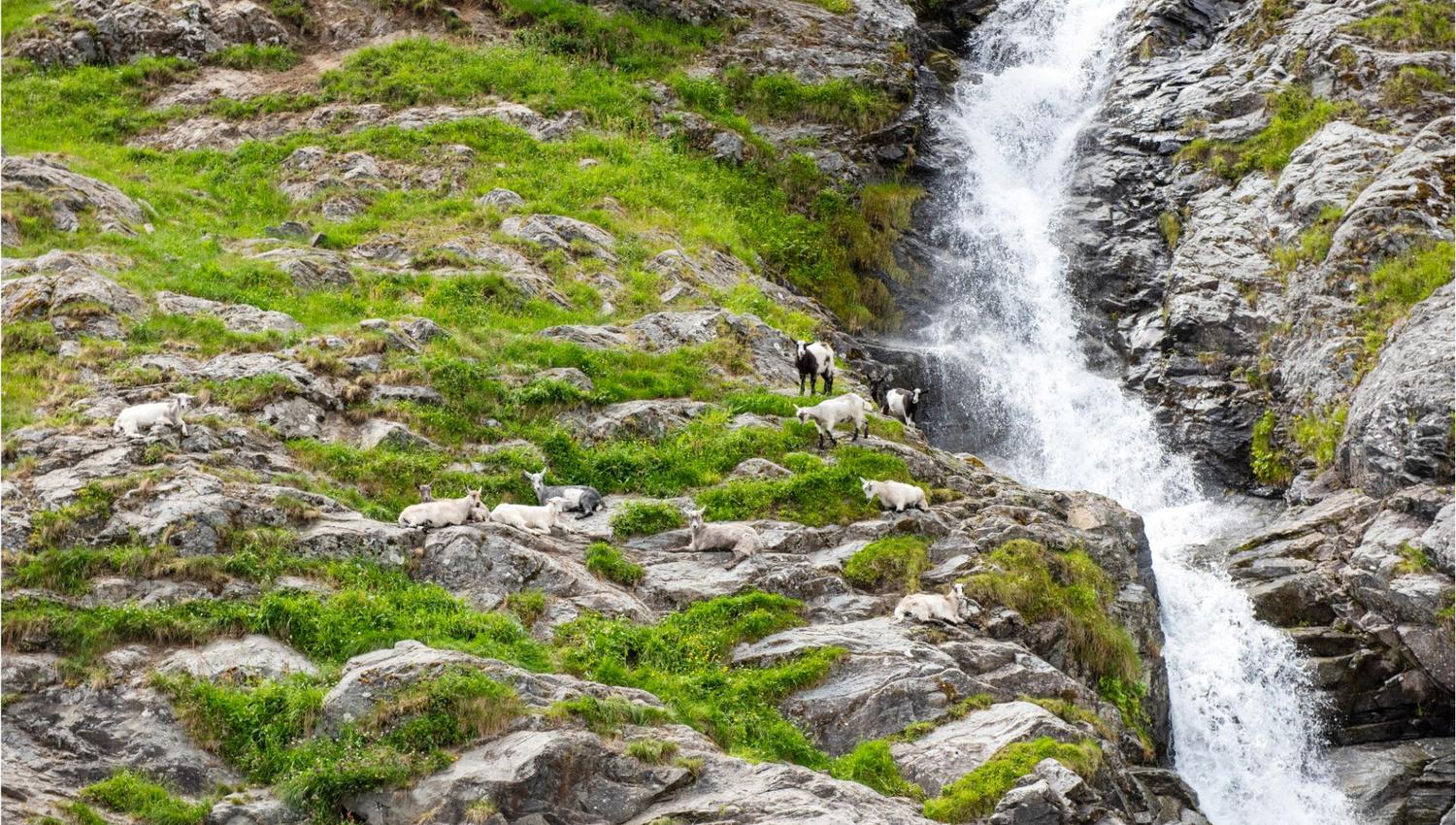 FjordSafari