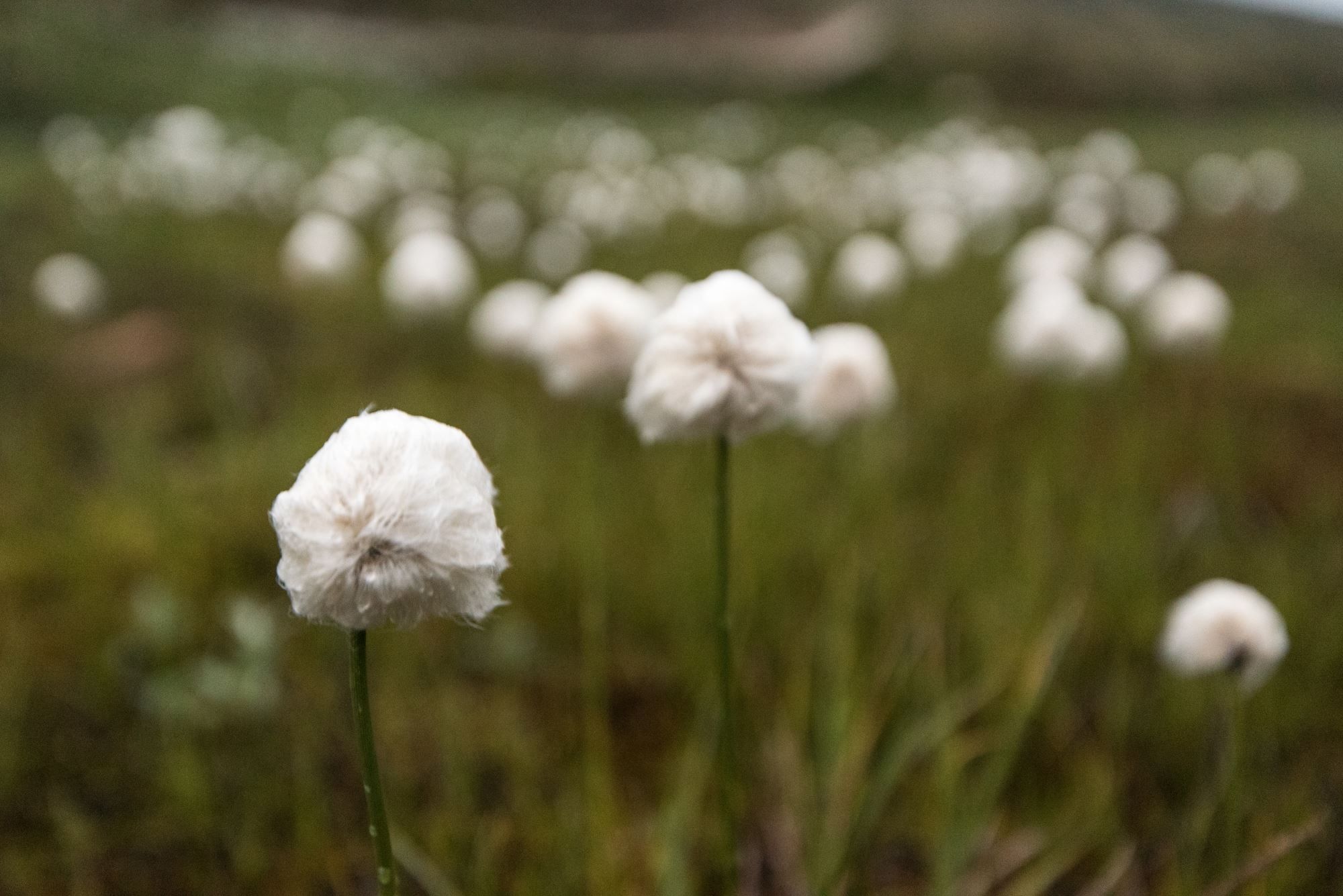 Moskussafari m/personlig guide, 2 dager