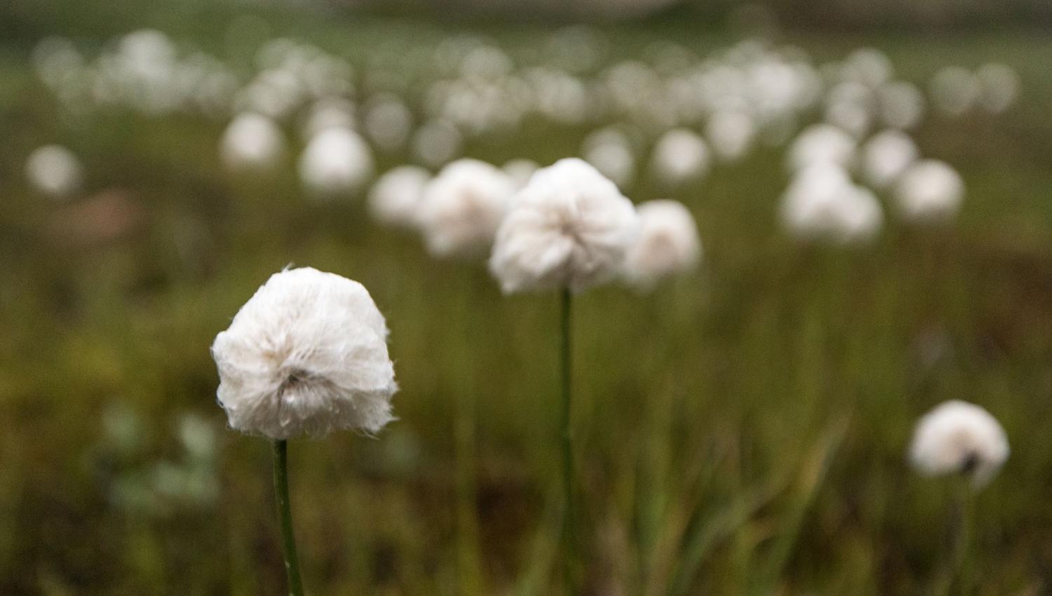 Moskussafari m/personlig guide, 2 dager