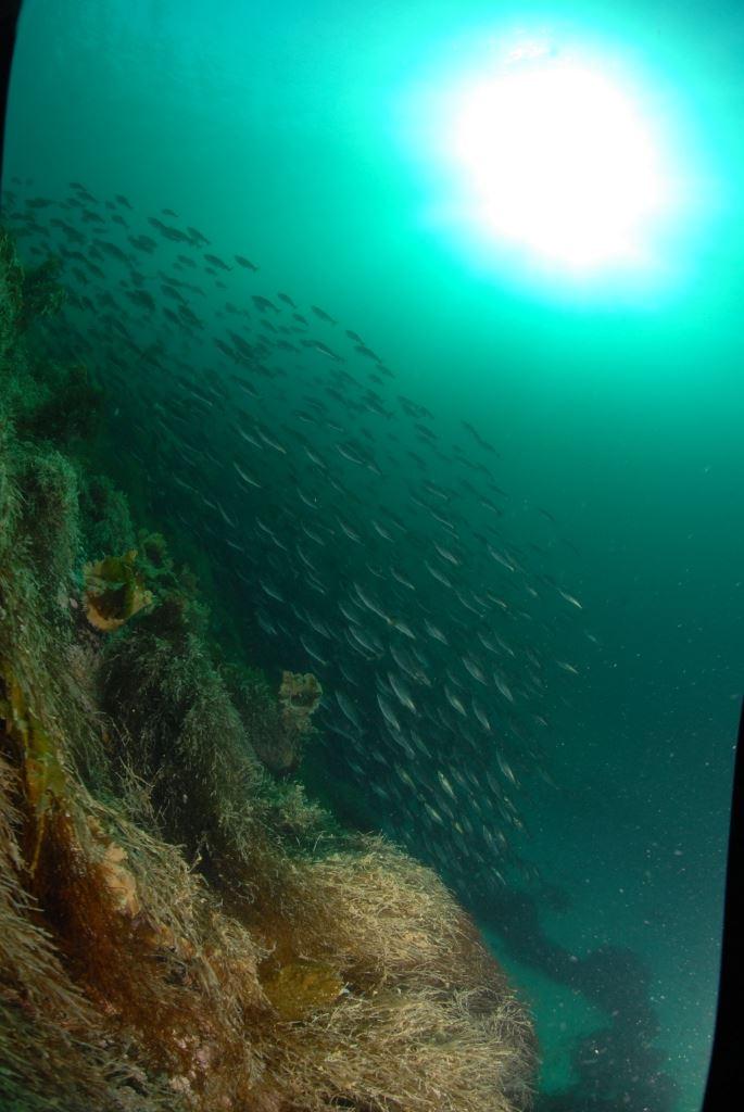 First Time Diver with PADI 5 Star Dive Resort