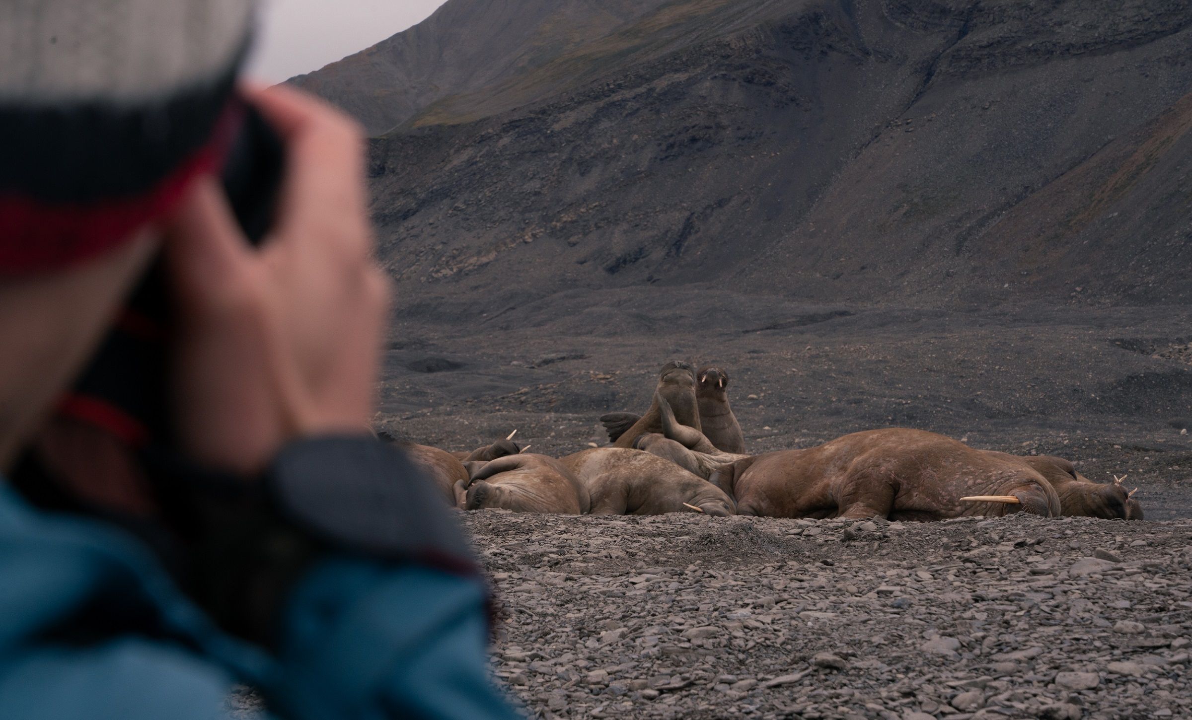 A person in the foreground taking photos of a walrus colony in the background