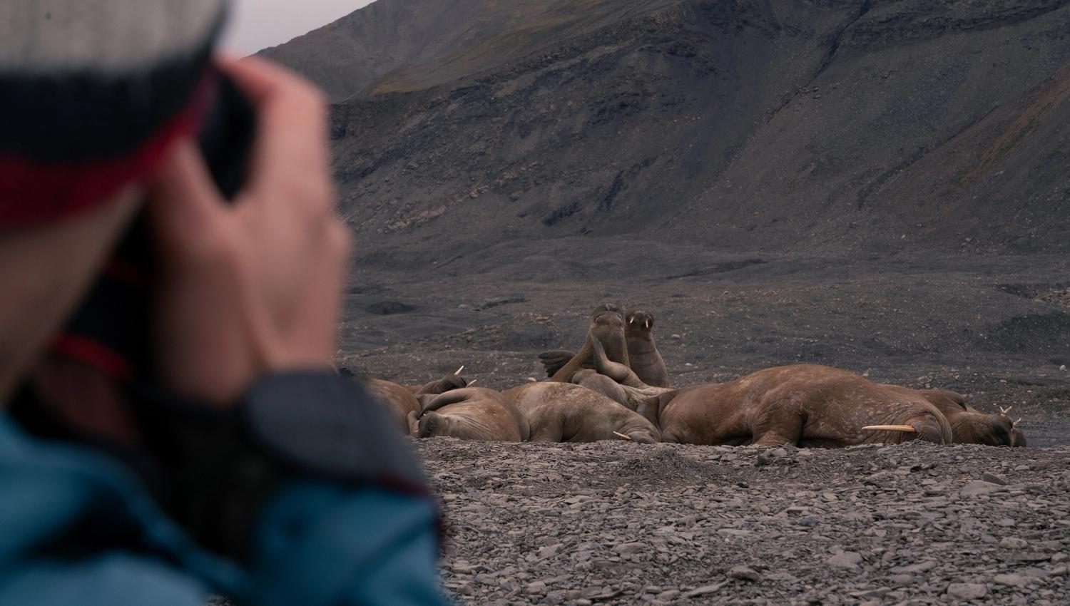 A person in the foreground taking photos of a walrus colony in the background
