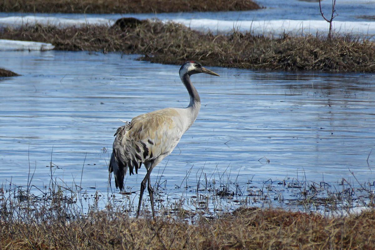 A Common crane walks along the shoreline of a lake in the bog.