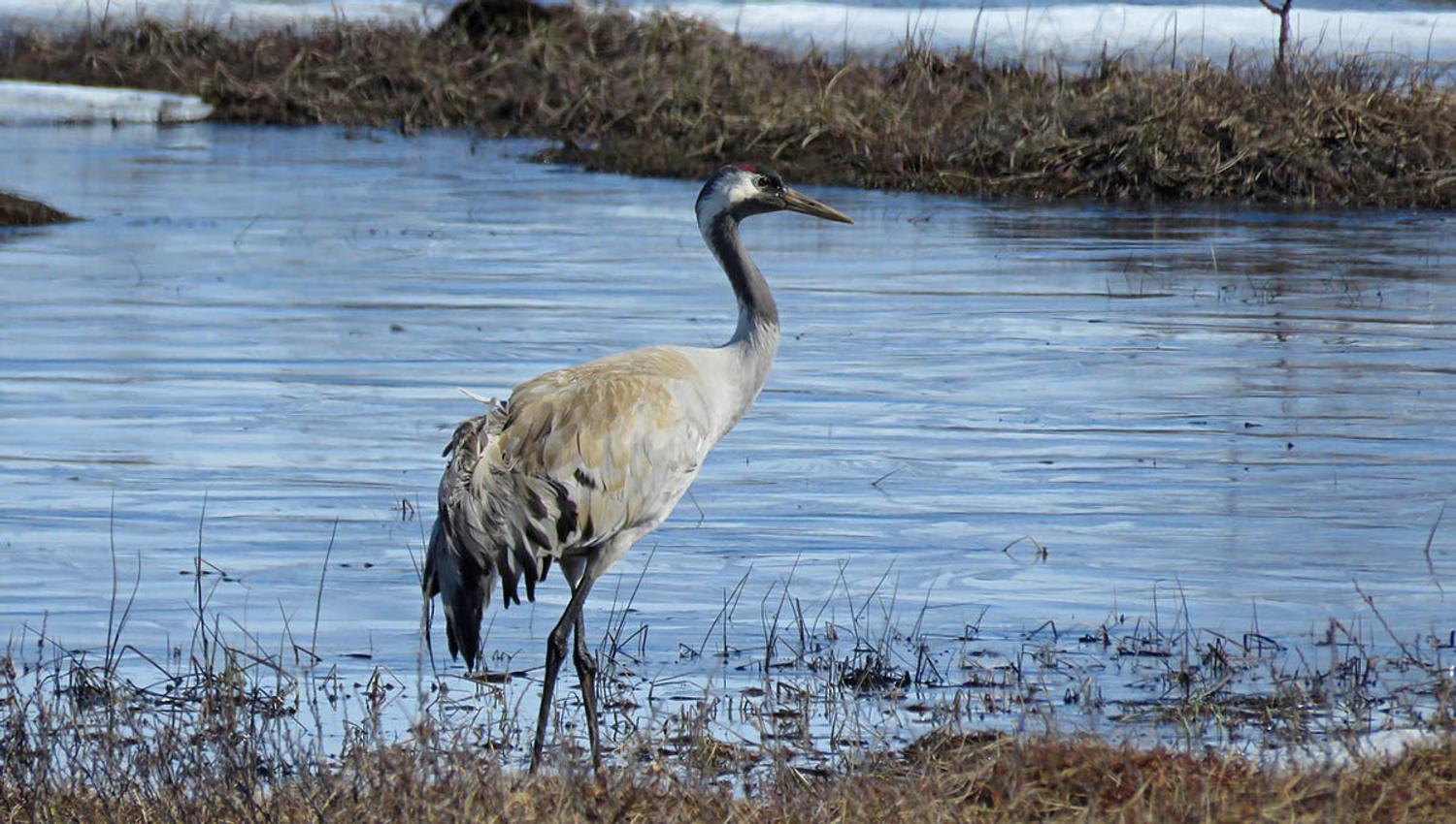 A Common crane walks along the shoreline of a lake in the bog.