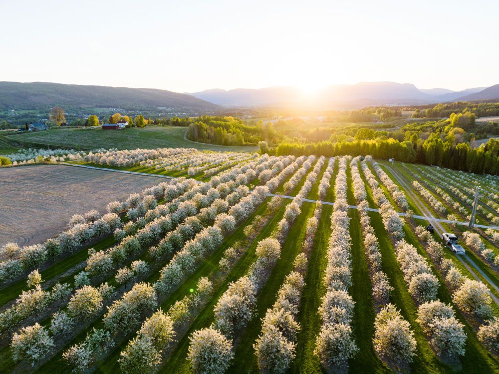 flowering fruit trees in Gvarv