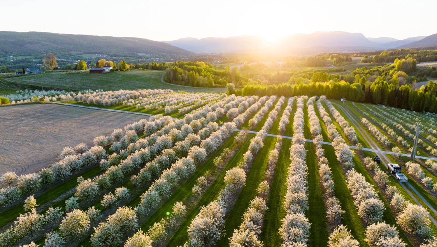 flowering fruit trees in Gvarv