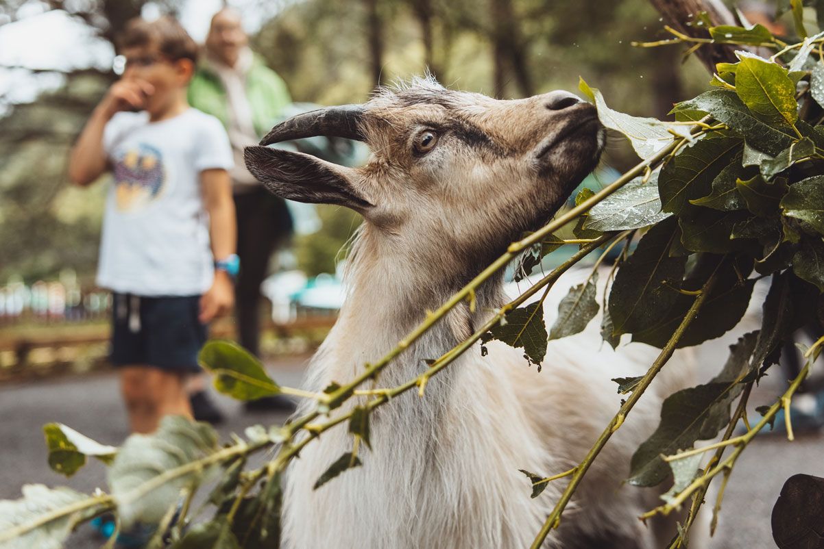 A goat munches on green leaves at the petting zoo in Mikkelparken while children watch in the background.