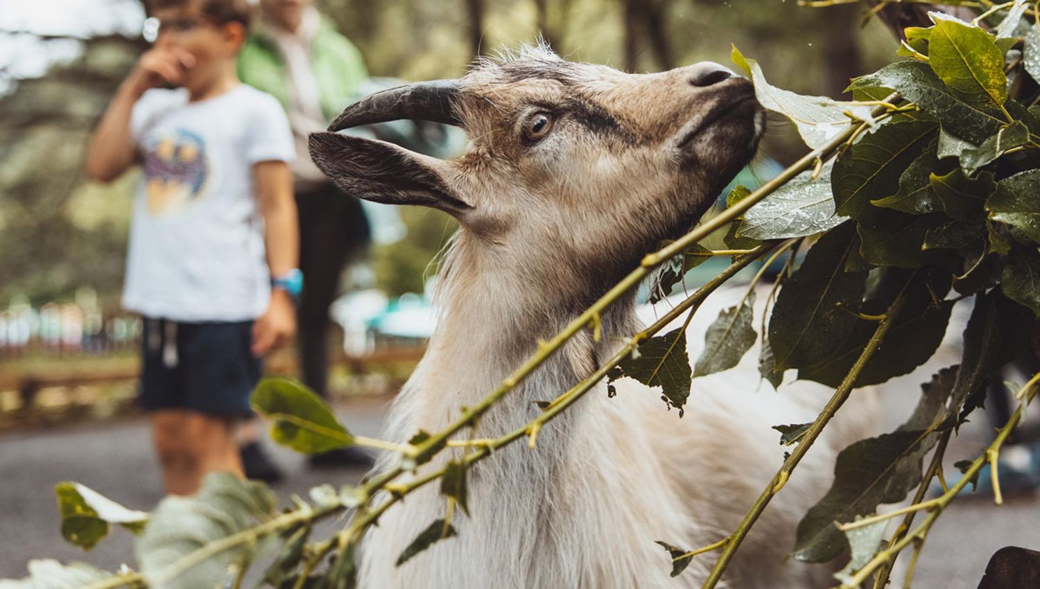 A goat munches on green leaves at the petting zoo in Mikkelparken while children watch in the background.