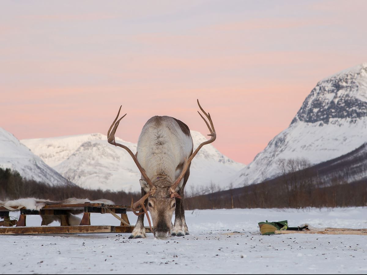 A reindeer poses for the camera (almost)