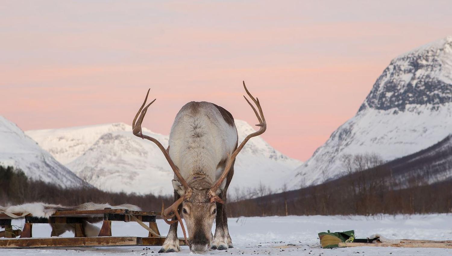 A reindeer poses for the camera (almost)