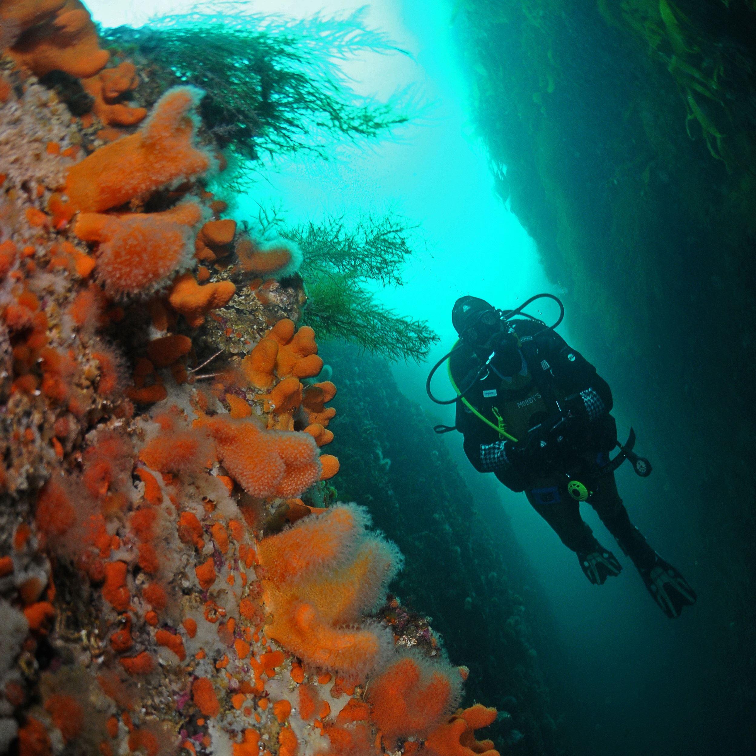 Arctic Scuba Diving with PADI 5 Star Dive Resort