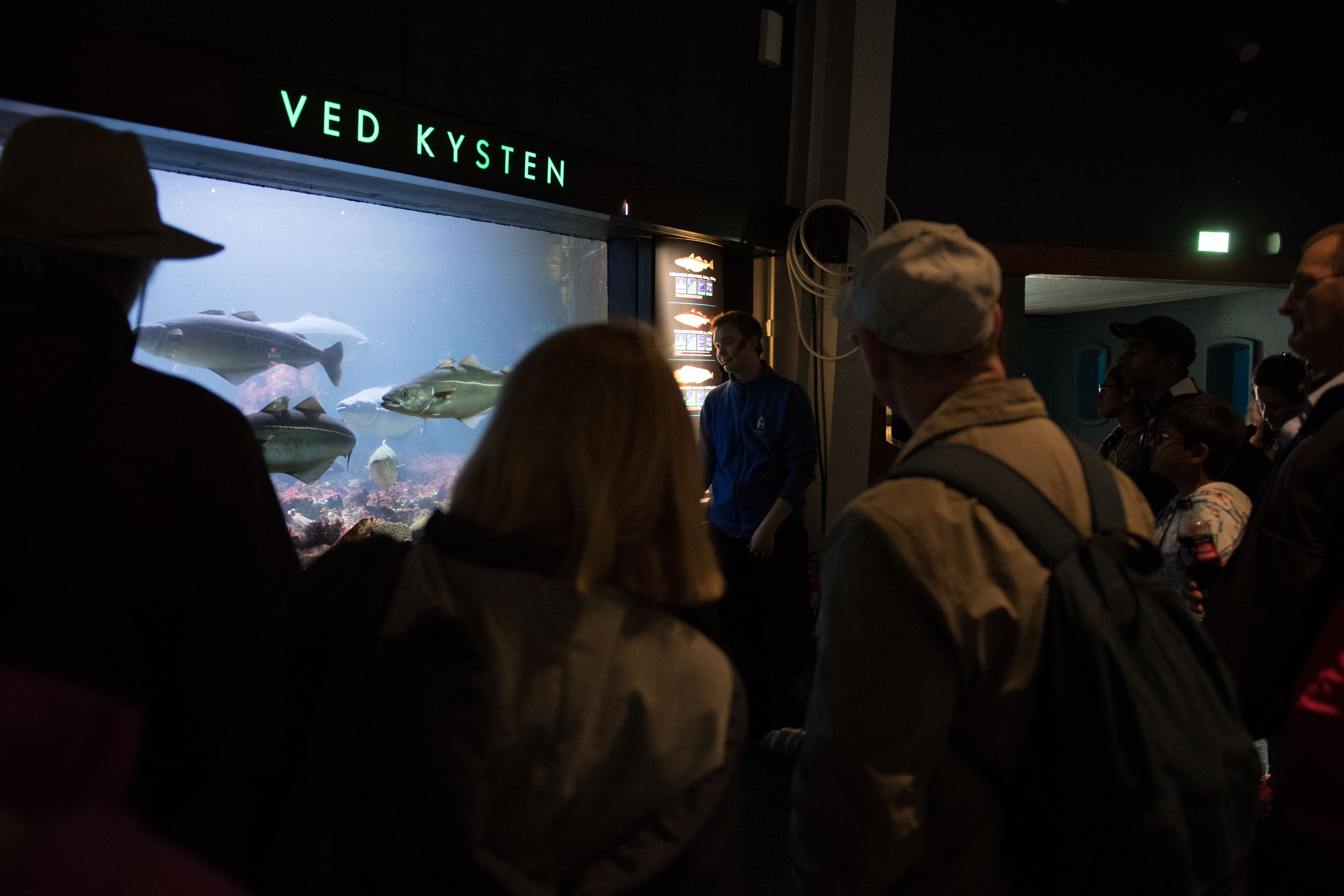 Akvariet har over 60 små og store akvarier!