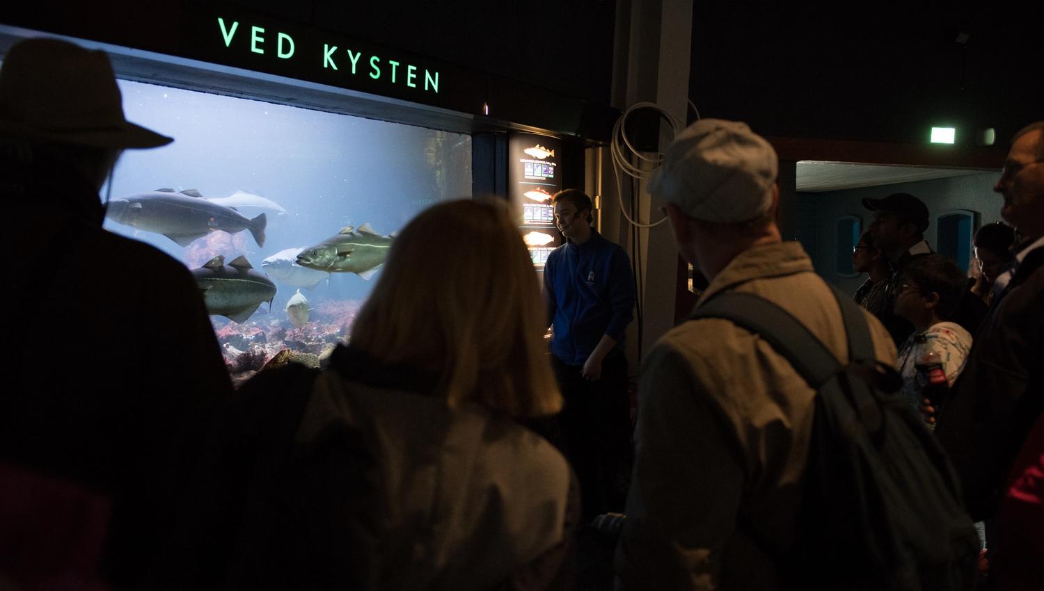 Akvariet har over 60 små og store akvarier!
