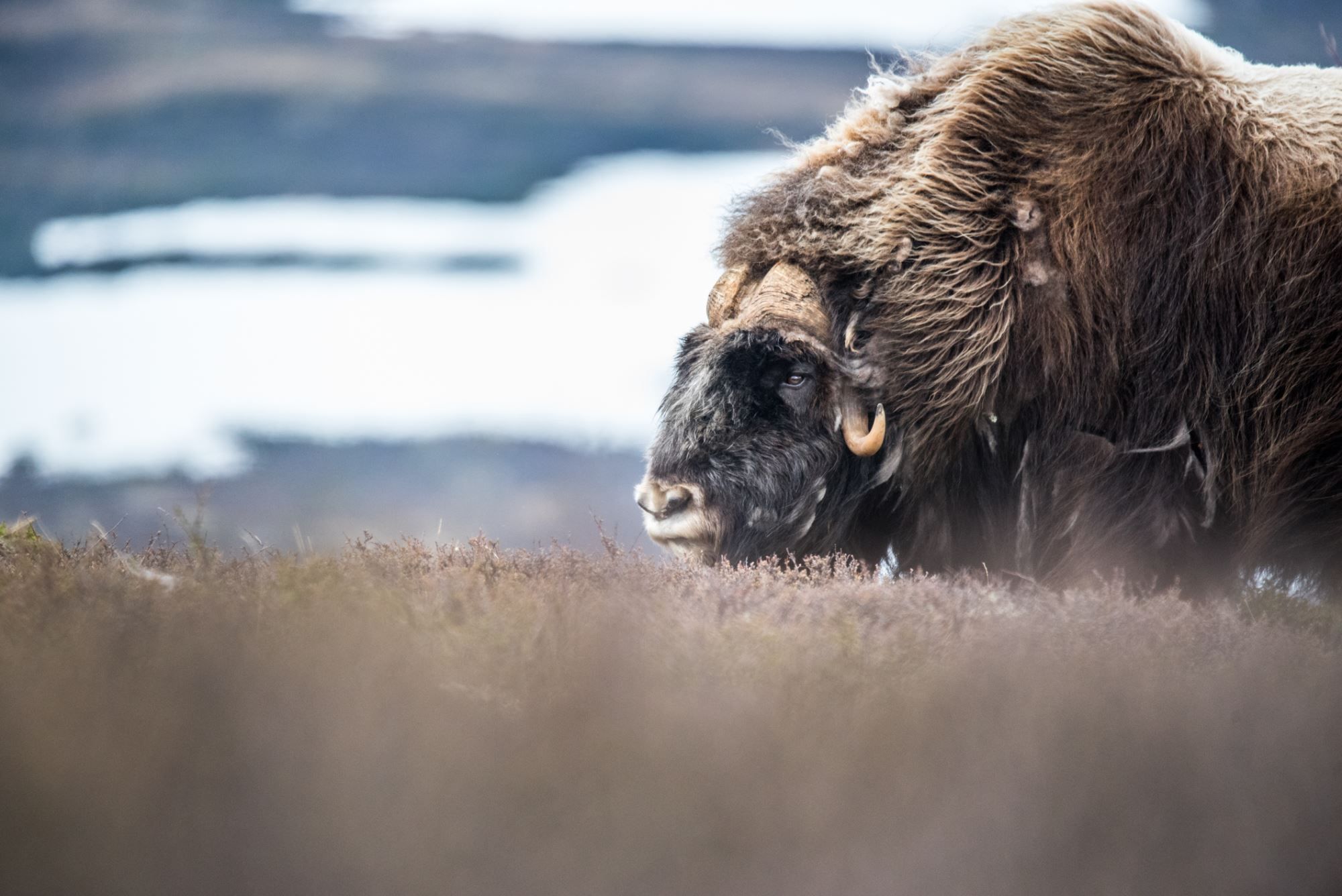 Moskussafari med personlig guide