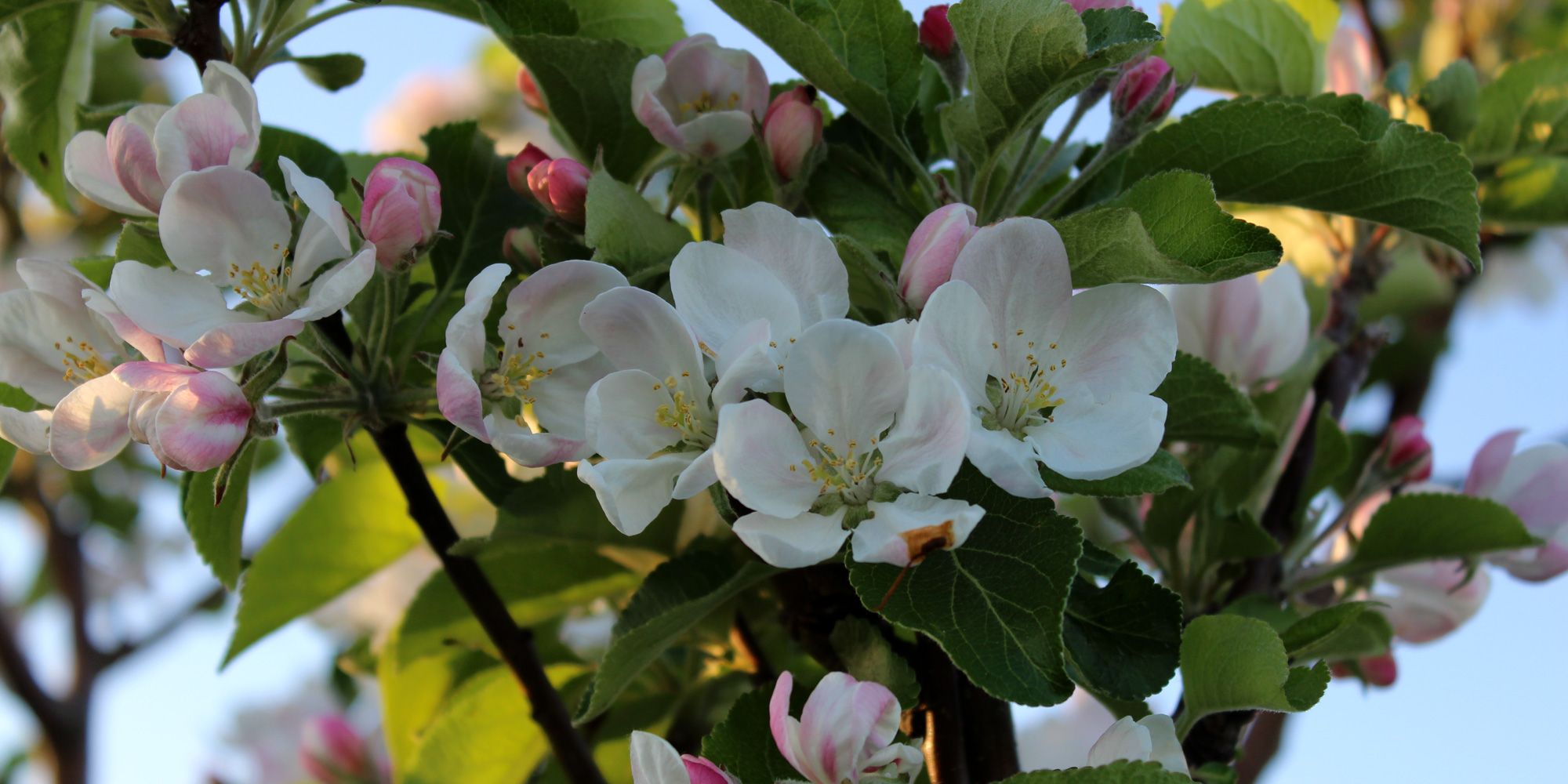 Epletre i blomst på Mikkelhaug gård i Levanger