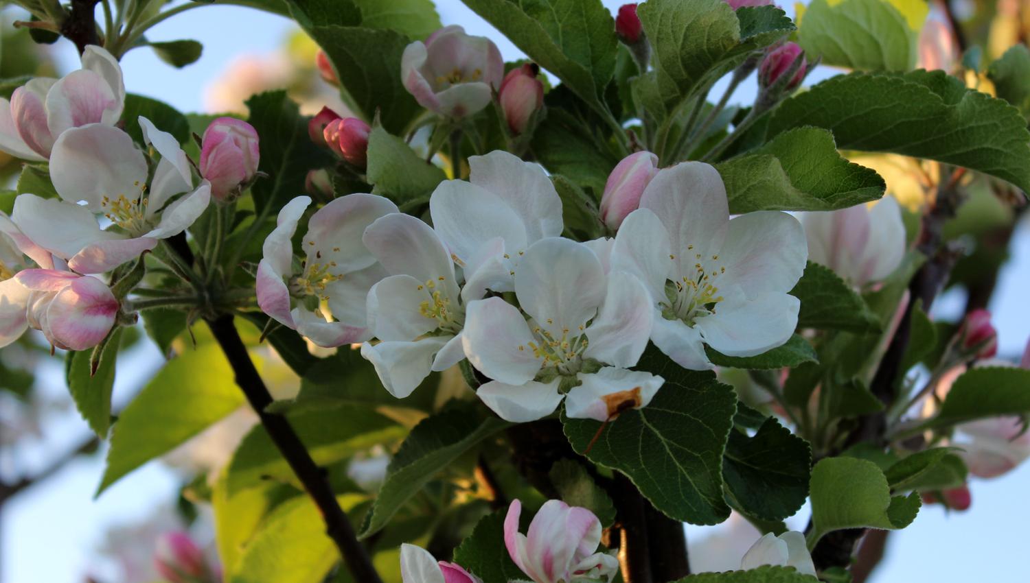 Epletre i blomst på Mikkelhaug gård i Levanger