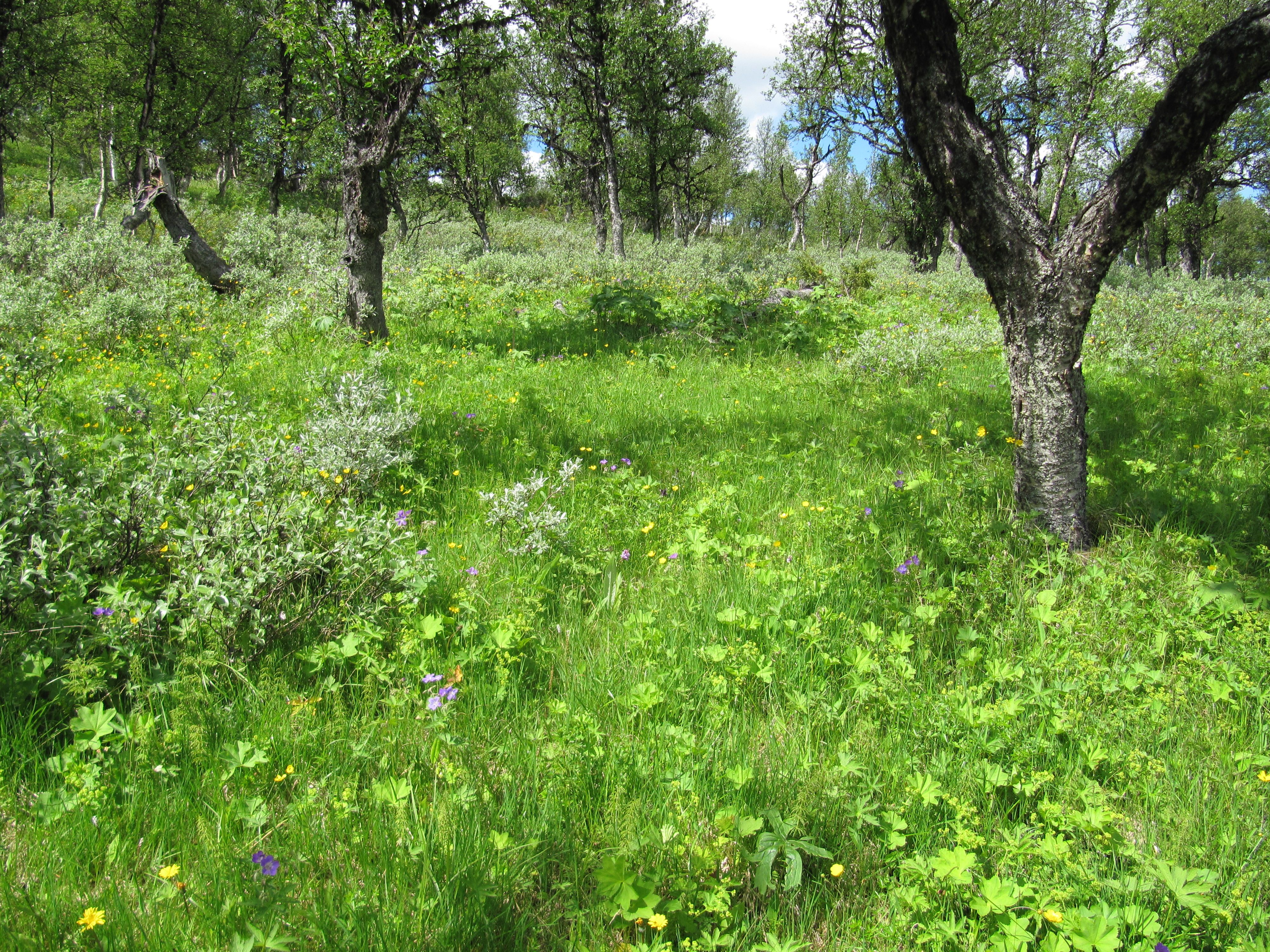 4c Engbjørkeskog grasrik8_Magnilla vest Magnilldalen_Tynset_090710_Yngve Rekdal