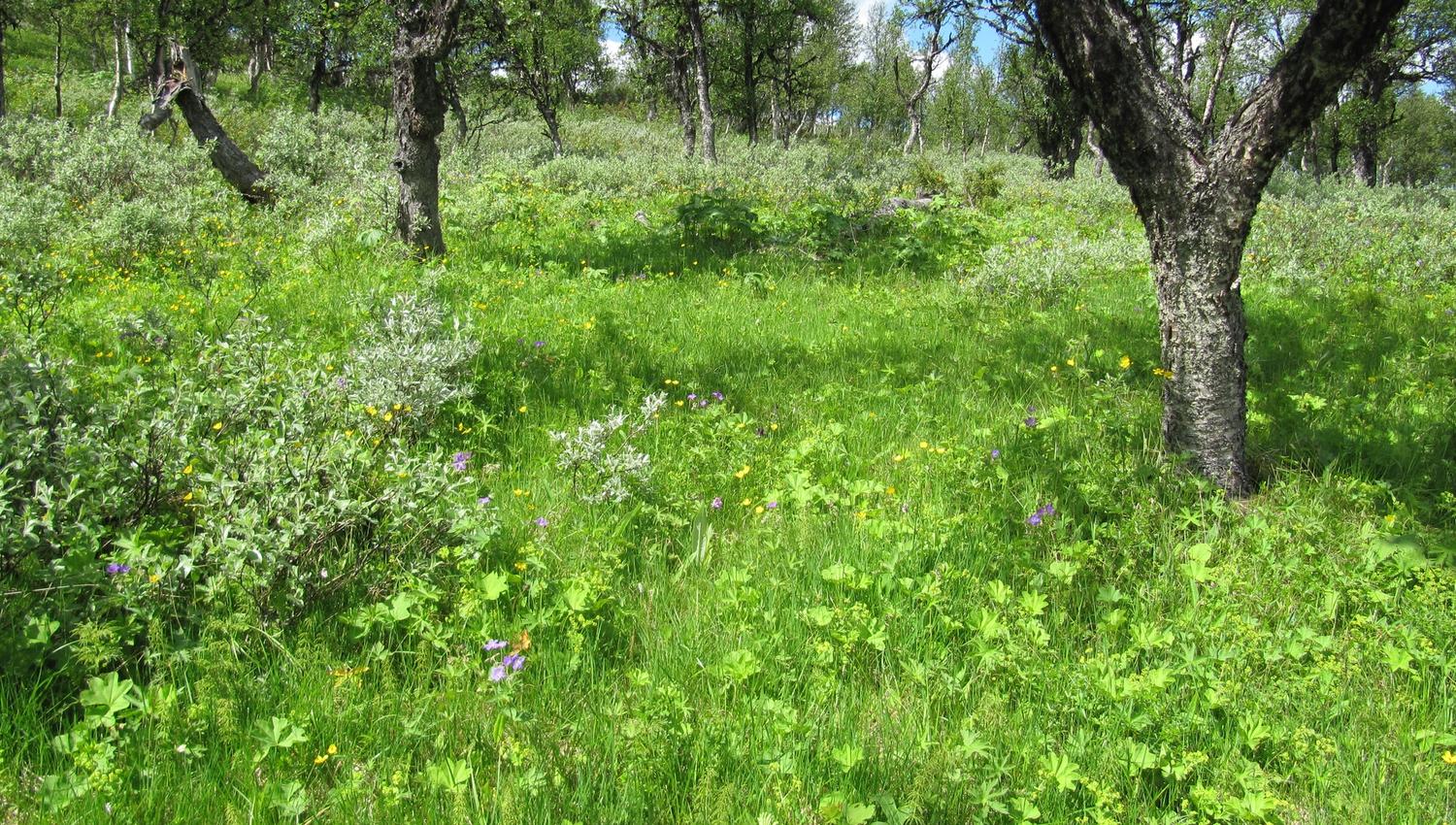 4c Engbjørkeskog grasrik8_Magnilla vest Magnilldalen_Tynset_090710_Yngve Rekdal