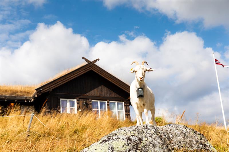 Goat staying on a stone in front of the hut