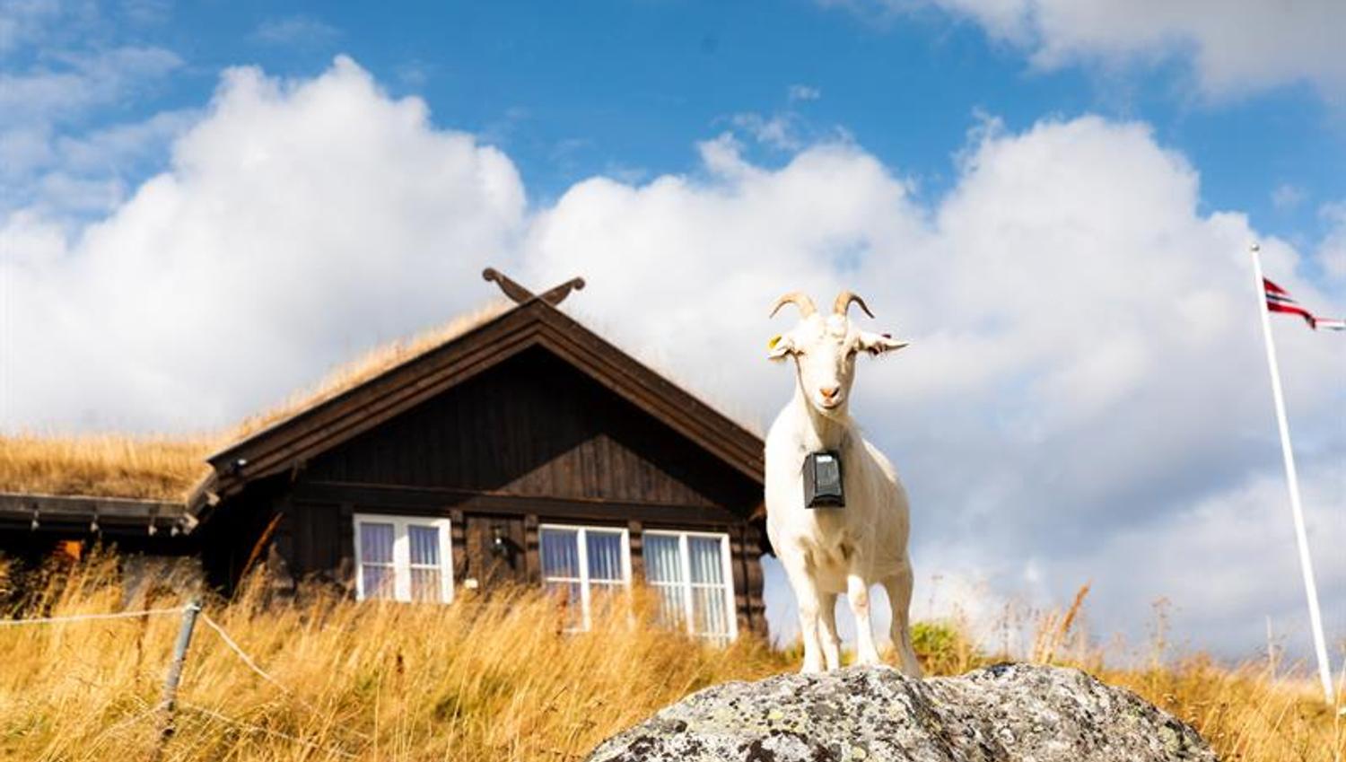 Goat staying on a stone in front of the hut