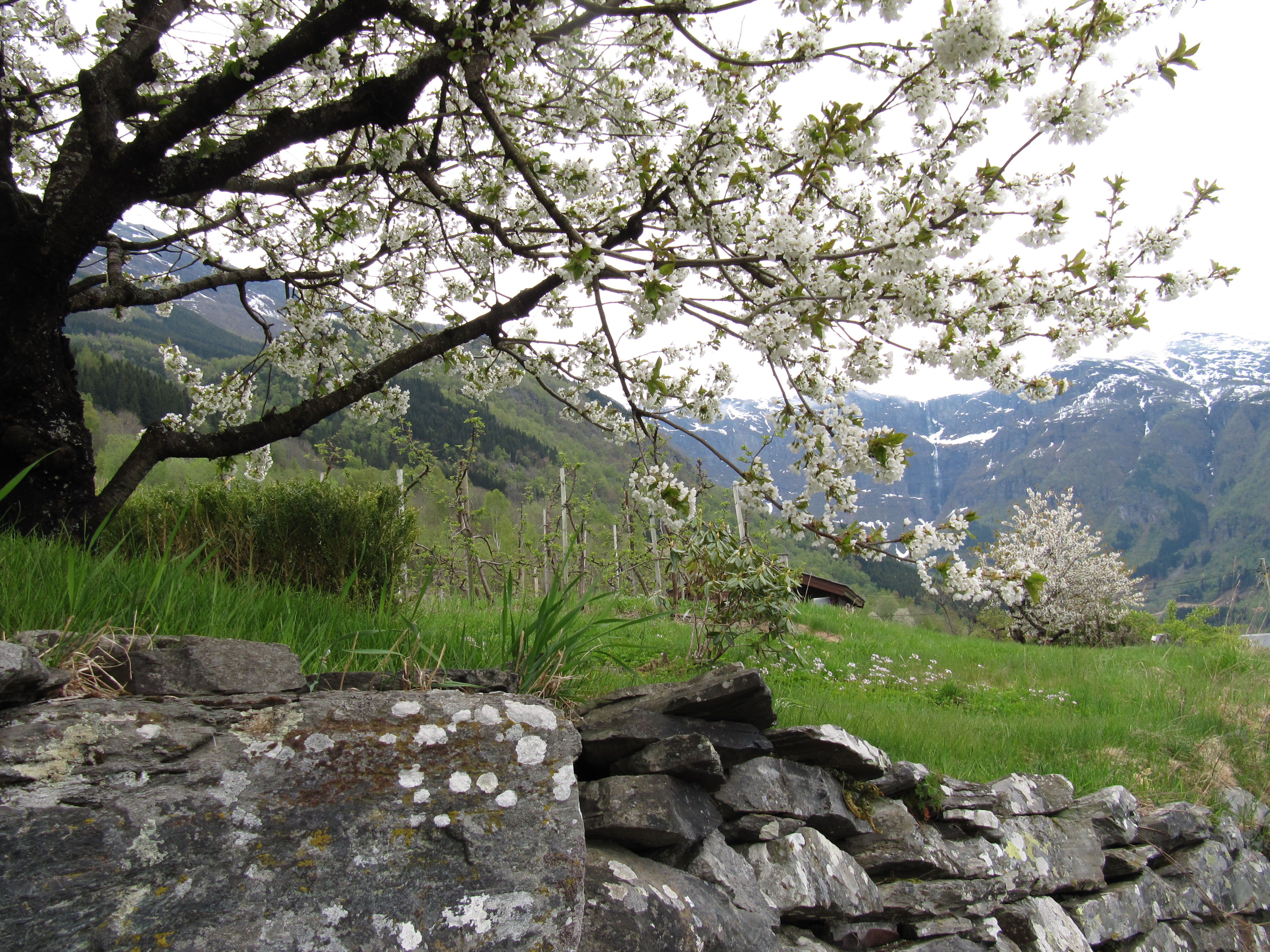 Kvittblomstrande frukttre langs Fruktstien i Hardanger med fjell i bakgrunnen.