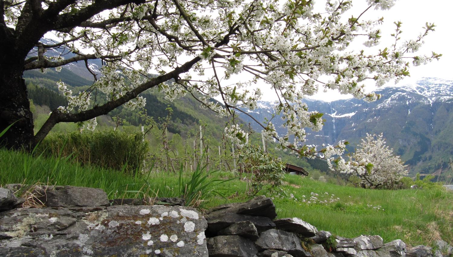 Kvittblomstrande frukttre langs Fruktstien i Hardanger med fjell i bakgrunnen.