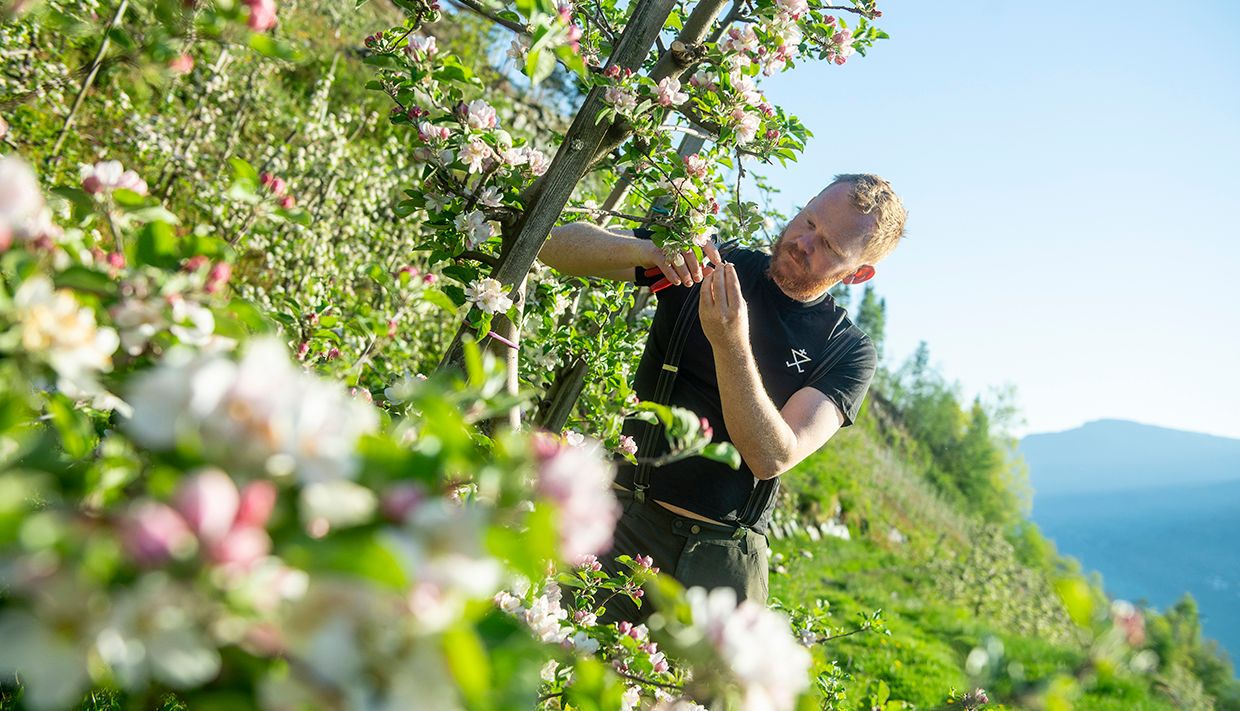 Olav Bleie frå Alde jobbar med blomstrane epleblomar på frukttre.