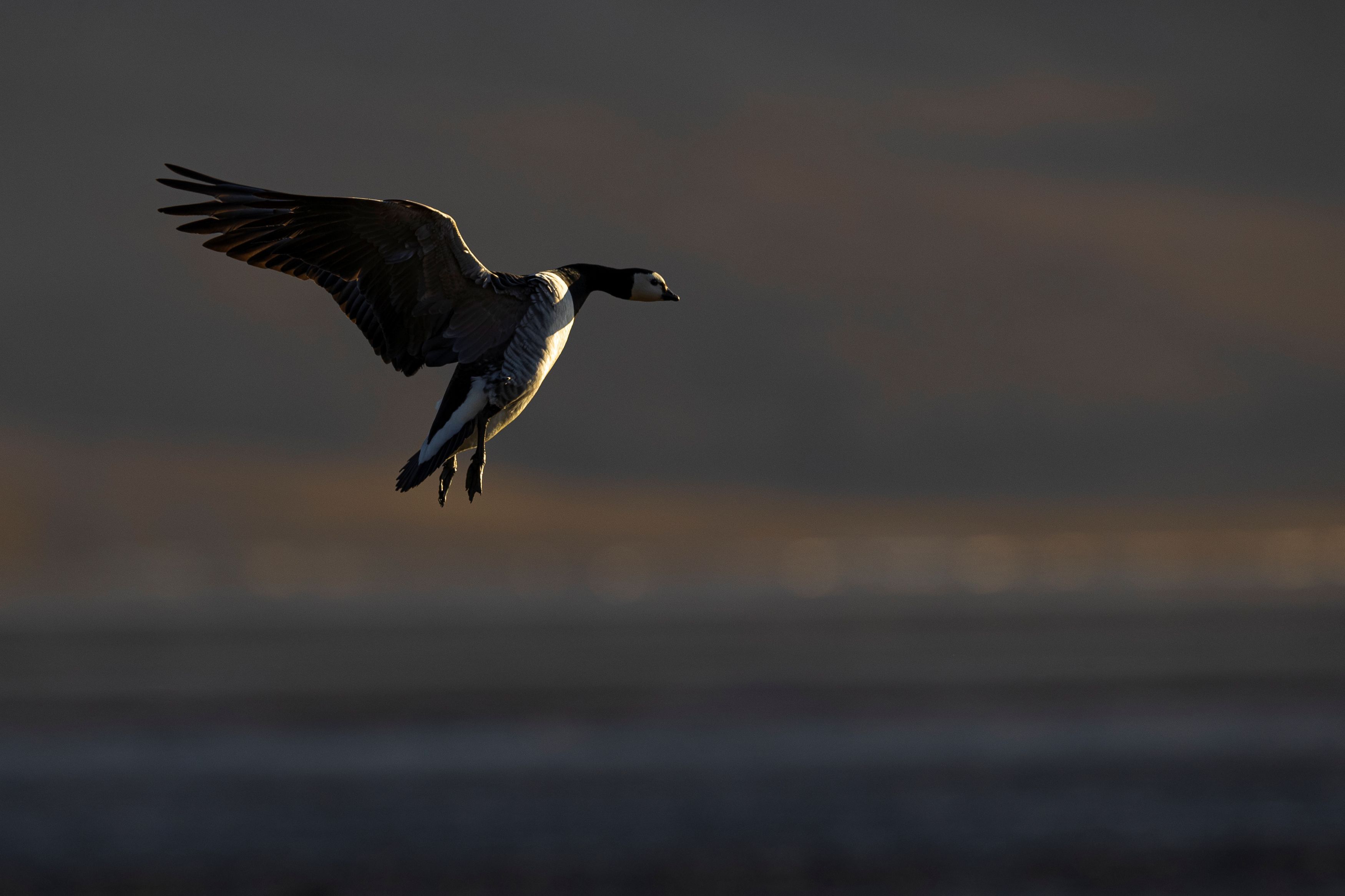 Common eider flying over water.
