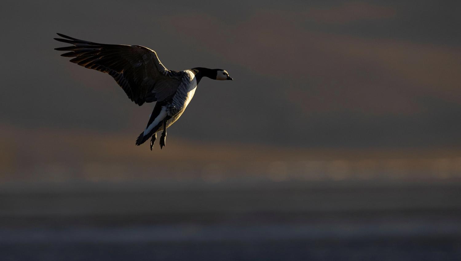 Common eider flying over water.