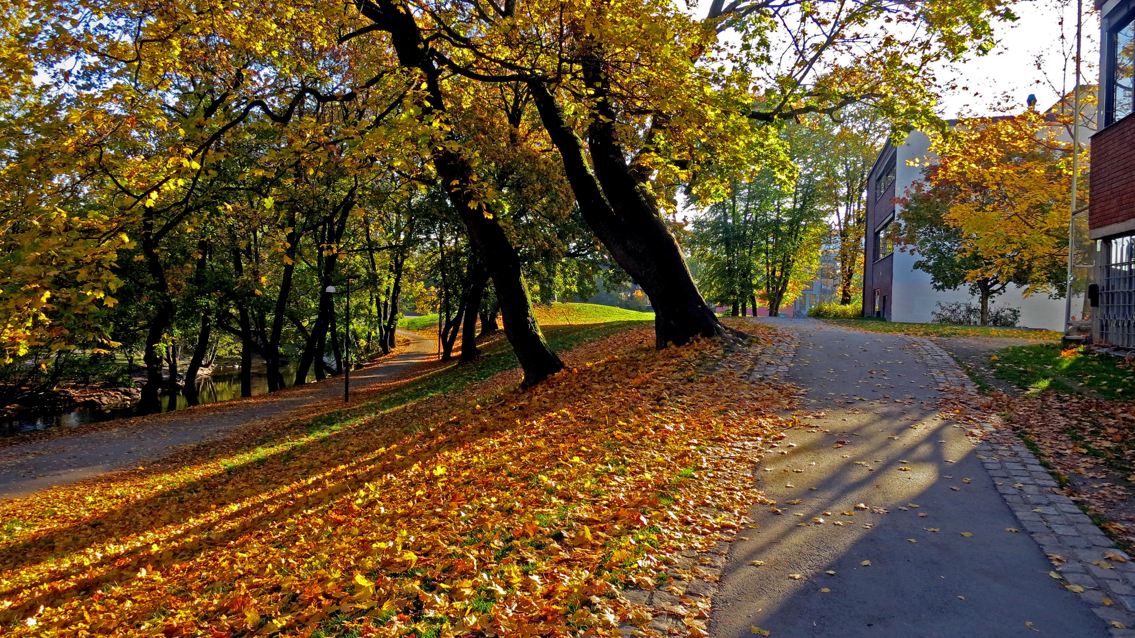 autumn by the akerselva river