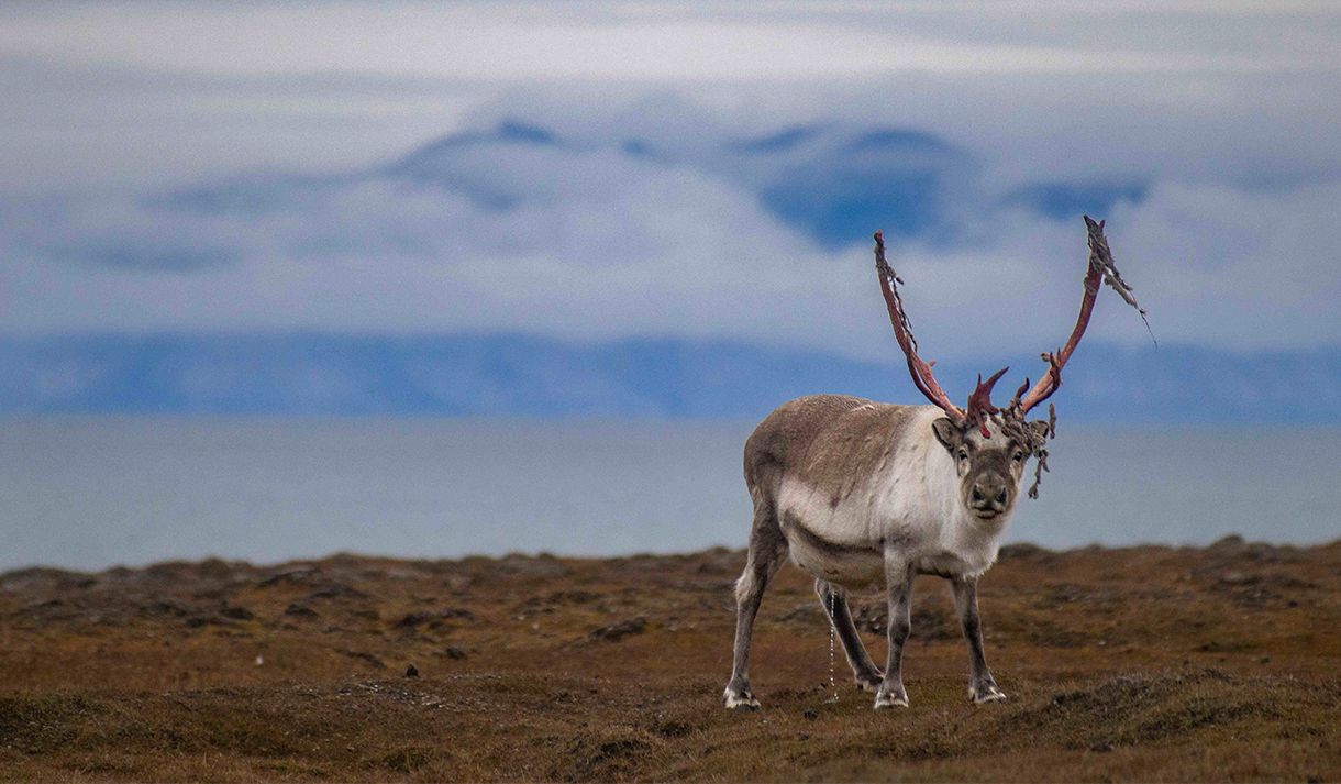 A Svalbard reindeer on the tundra looking towards the camera with a fjord and mountains in the background