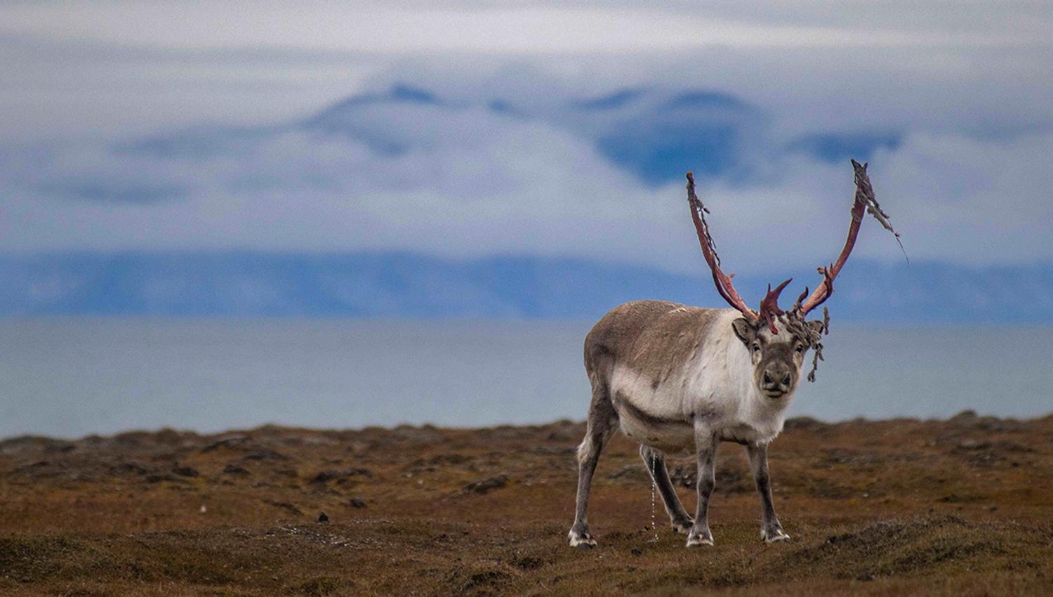 A Svalbard reindeer on the tundra looking towards the camera with a fjord and mountains in the background