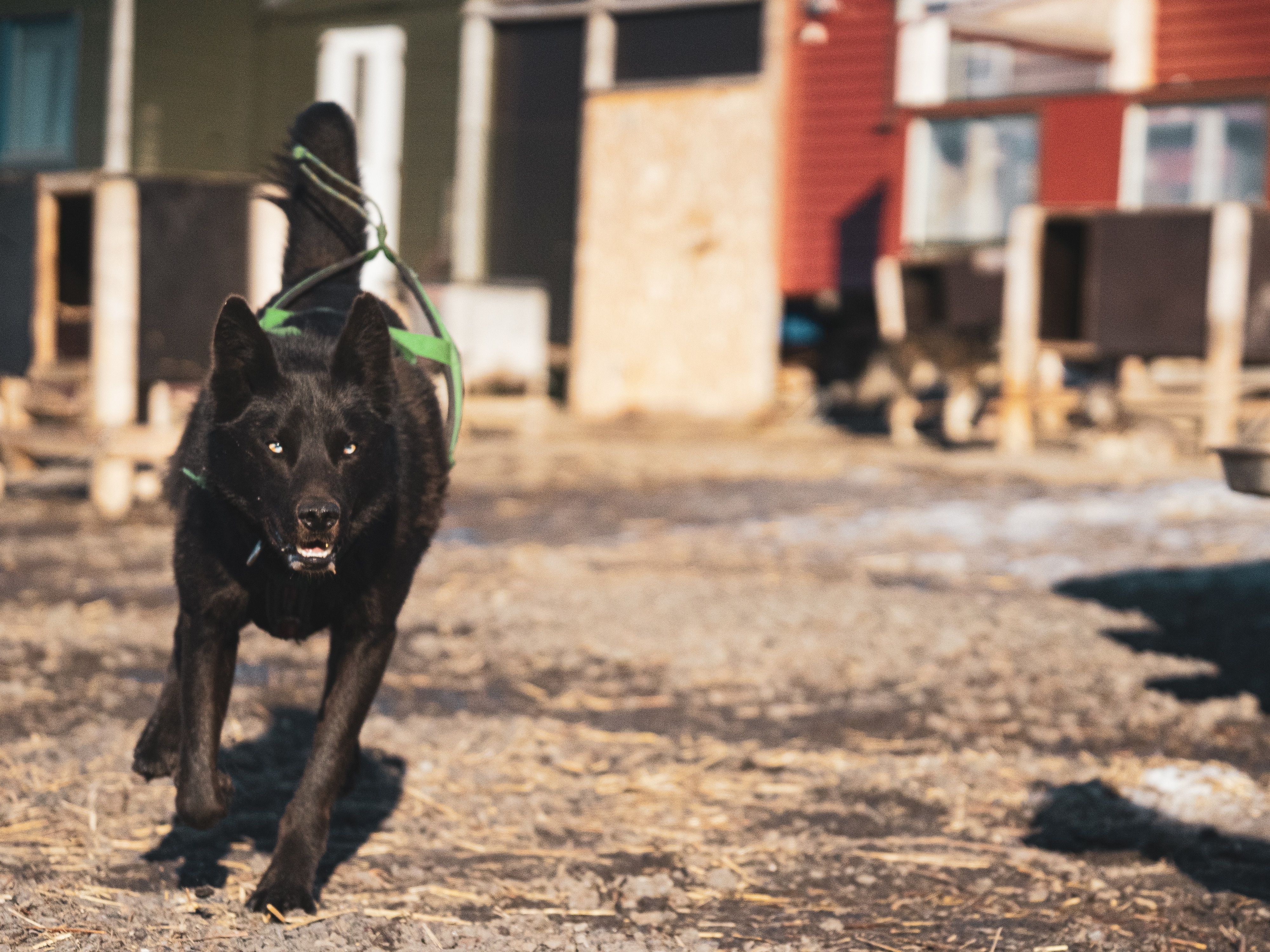 A dog running while wearing a harness