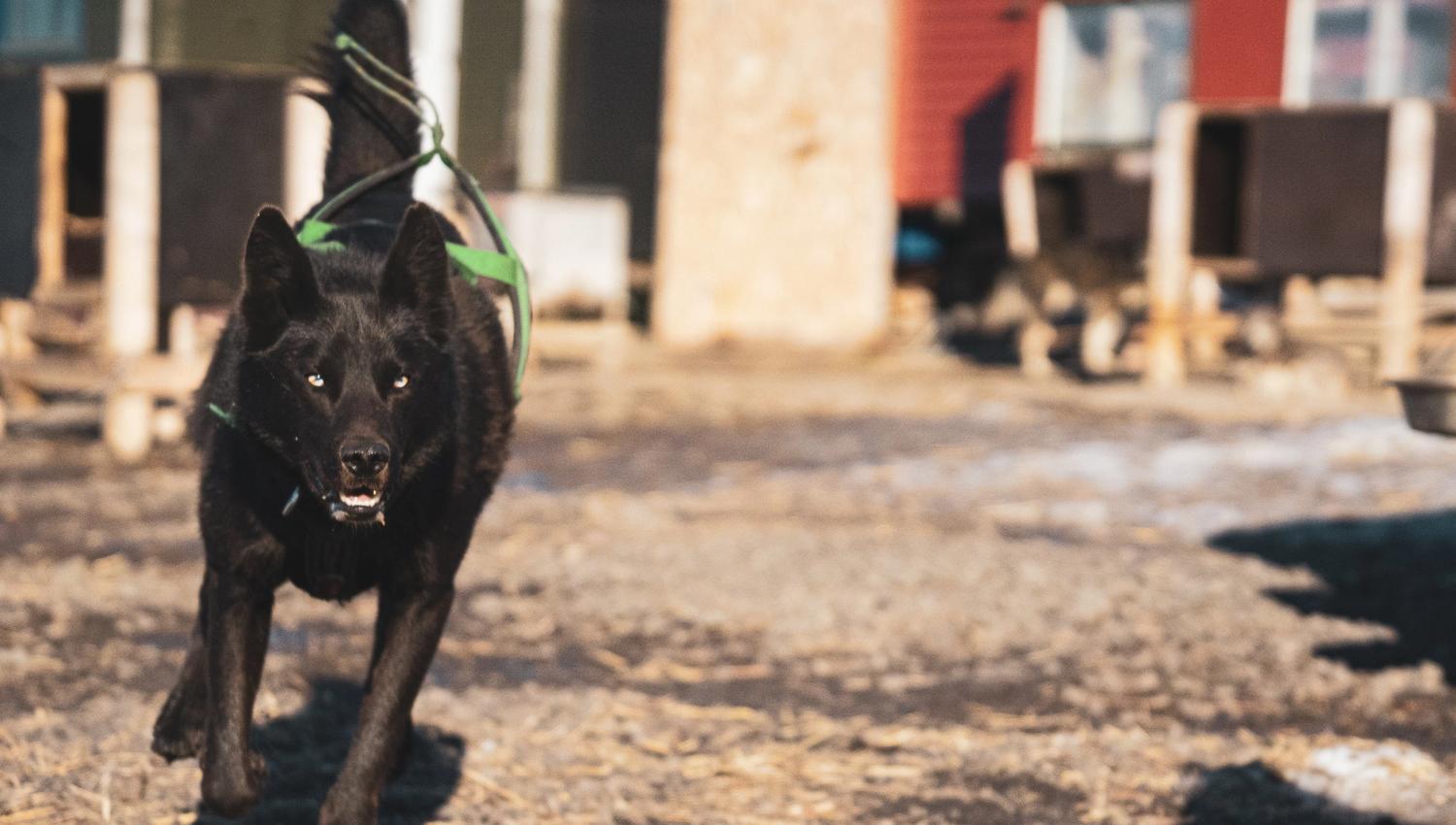 A dog running while wearing a harness