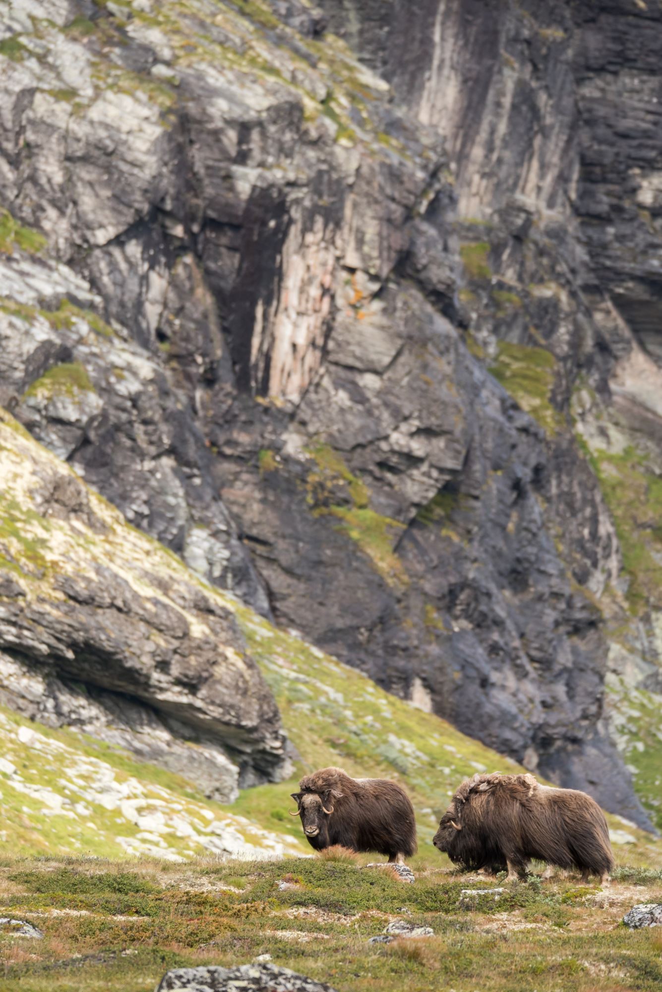 Moskussafari m/personlig guide, 2 dager