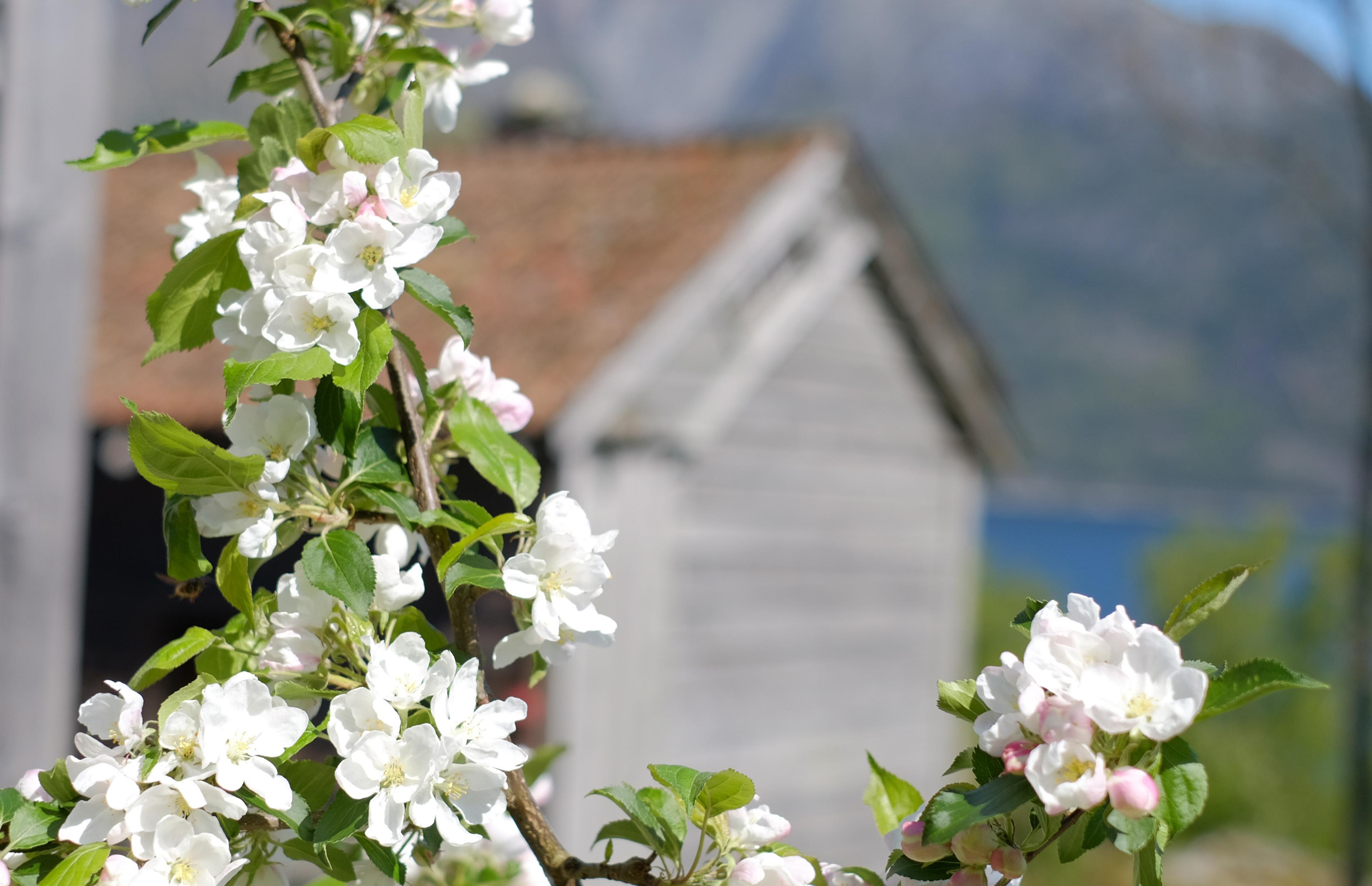 Bløning i tunet_HFU_foto_Tine Kjosa°s