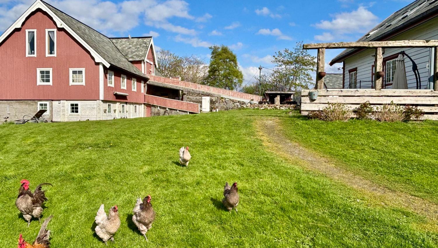 Fuglene vandrer fritt på tunet