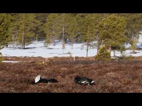 Black grouse display, Photo Safari with Oppdal Safari, Norway