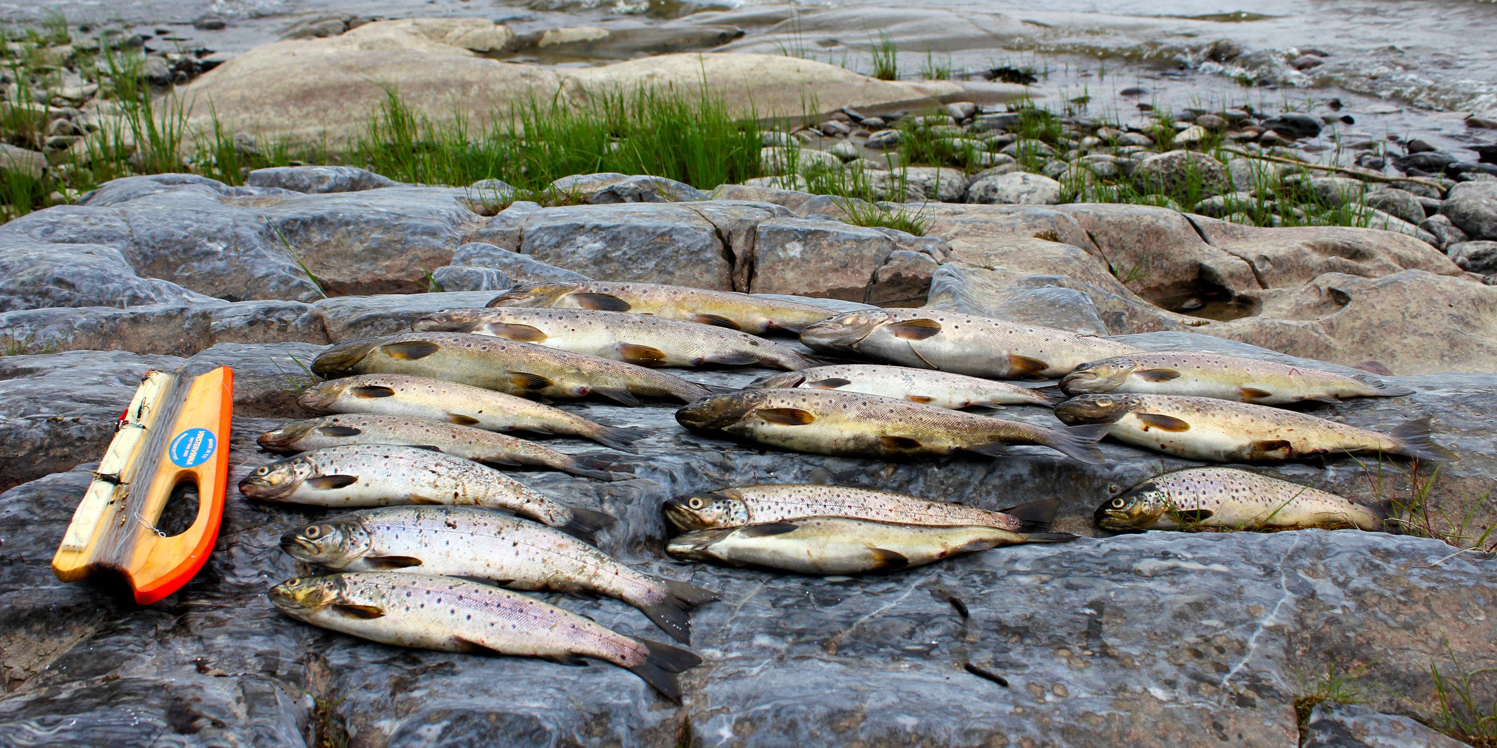 Fiskefangst