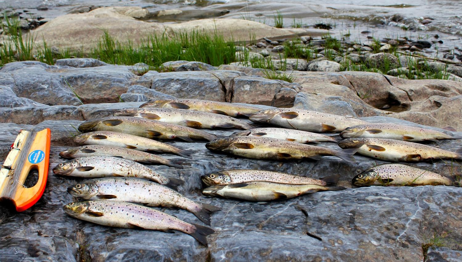 Fiskefangst