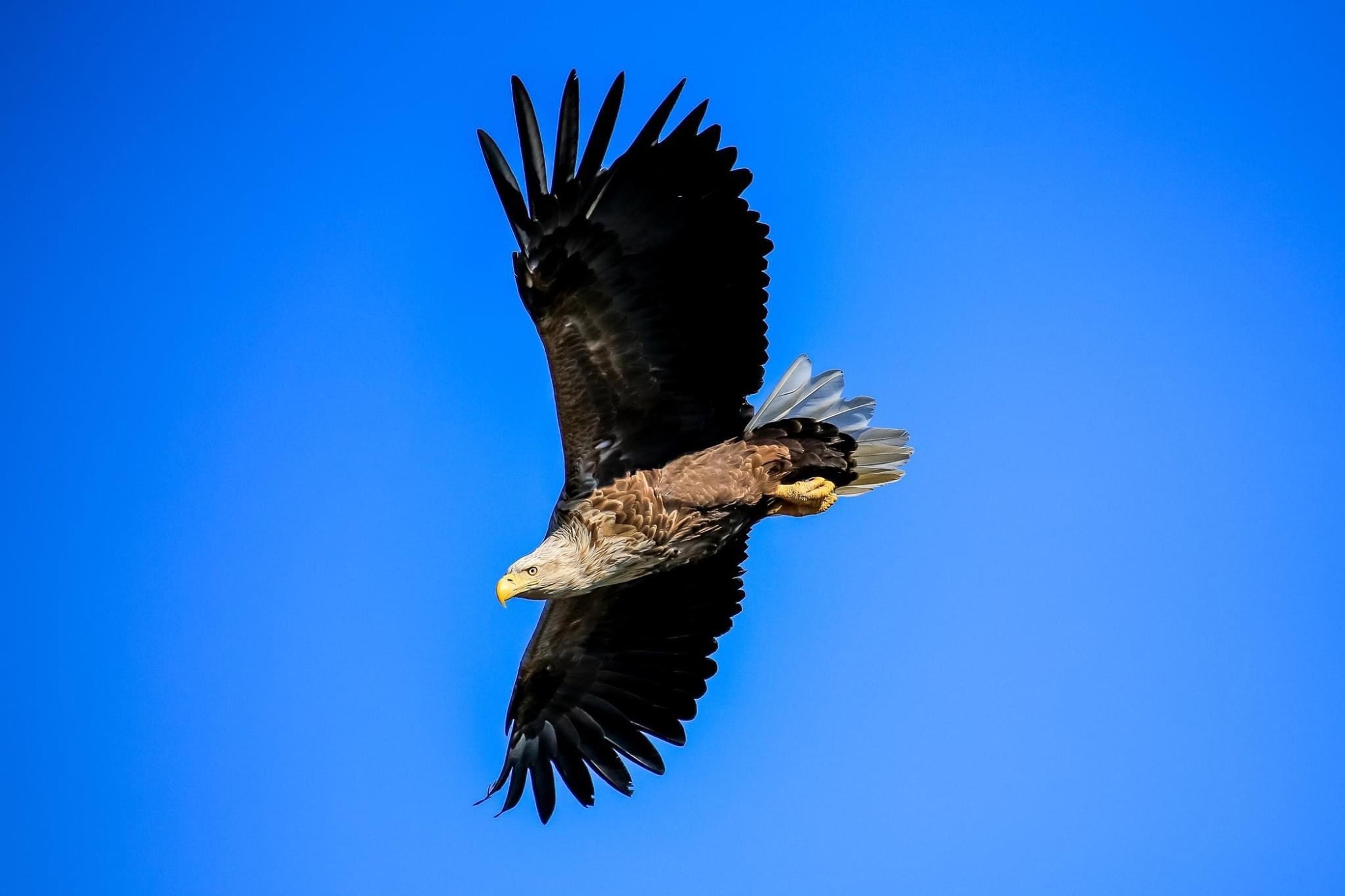 Eagle safari with RIB 68° Nord