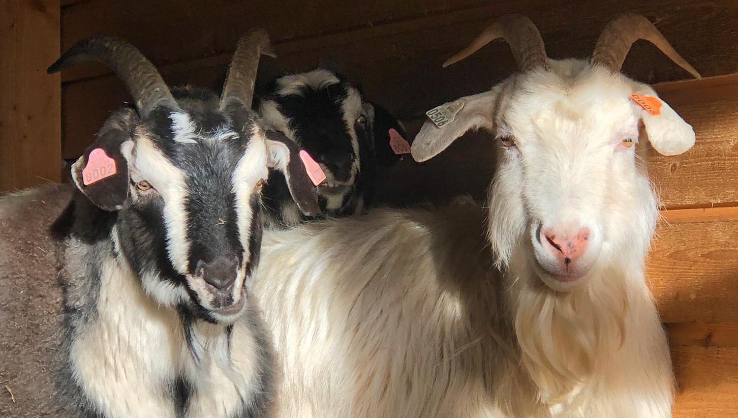 Two goats