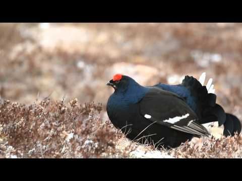 Black grouse (tetrao tetrix) display