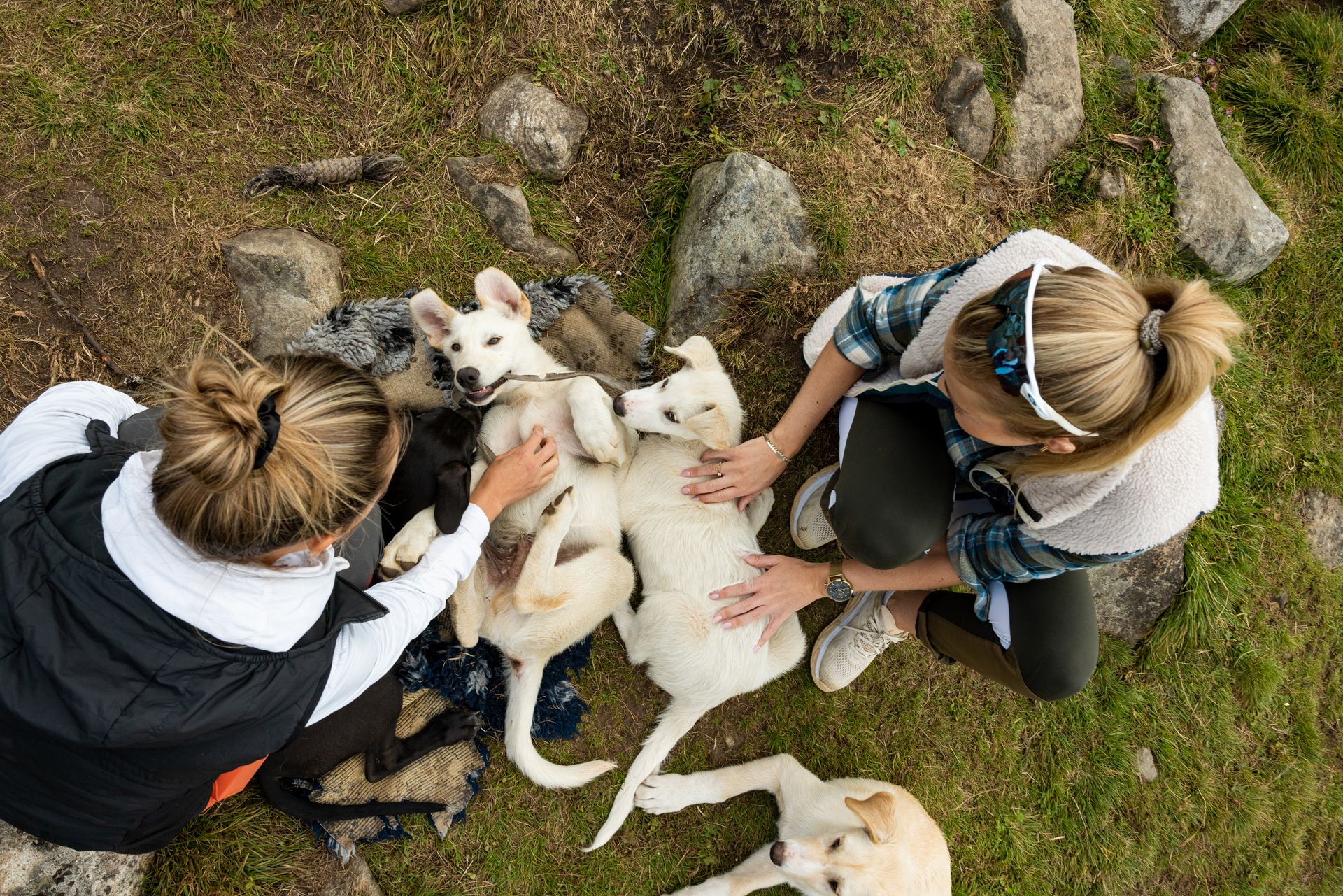 Husky meet and greet with Geilo Husky