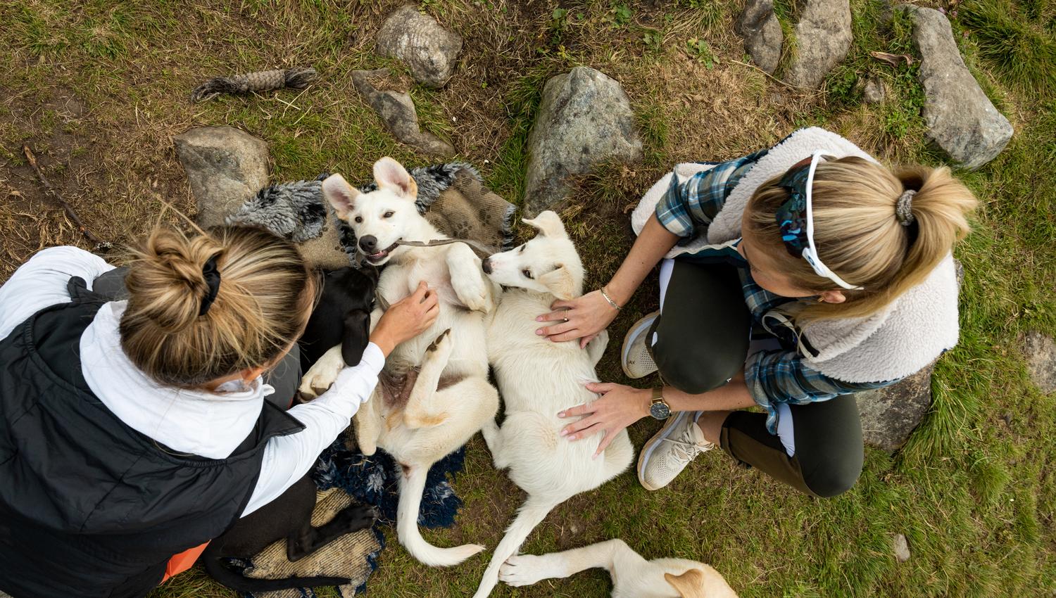 Husky meet and greet with Geilo Husky