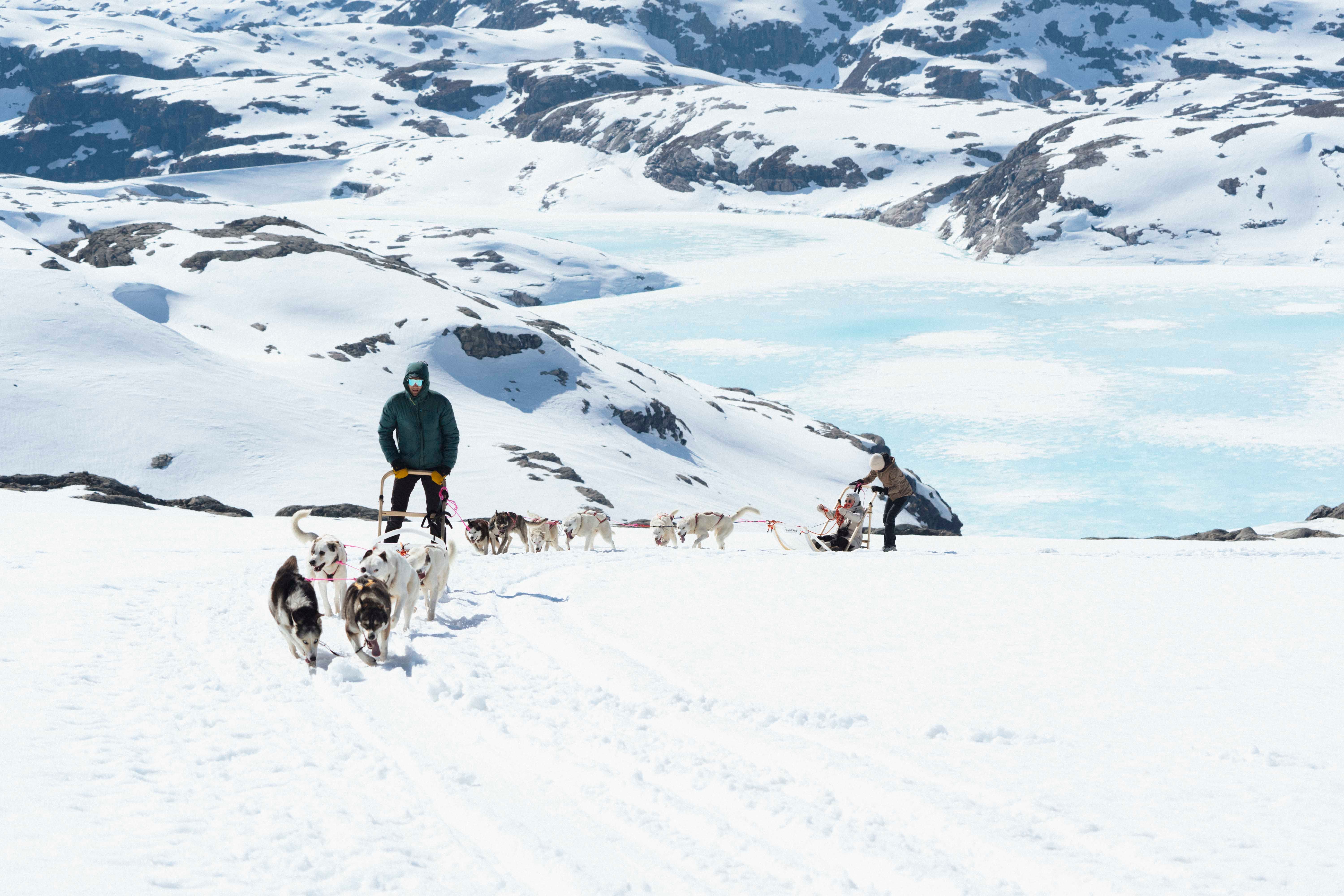 To hundespann kjører gjennom snøen på folgefonna med et islagt vann og fjell i bakgrunnen.