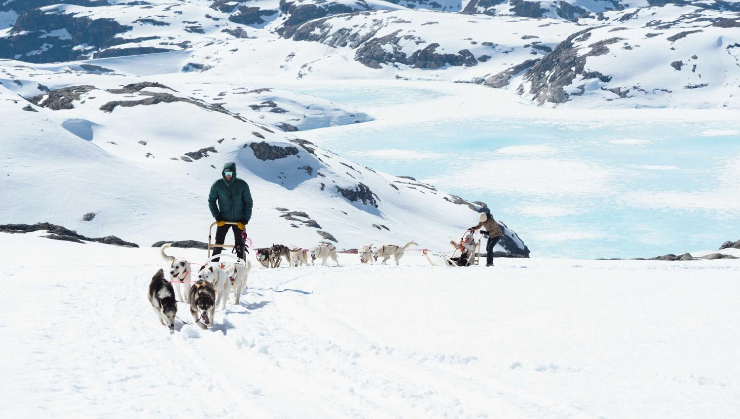 To hundespann kjører gjennom snøen på folgefonna med et islagt vann og fjell i bakgrunnen.